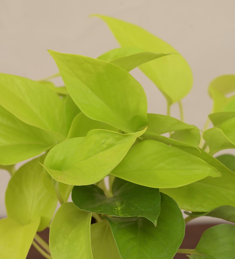Ugaoo Money Plant Golden Gift Hamper - view 2