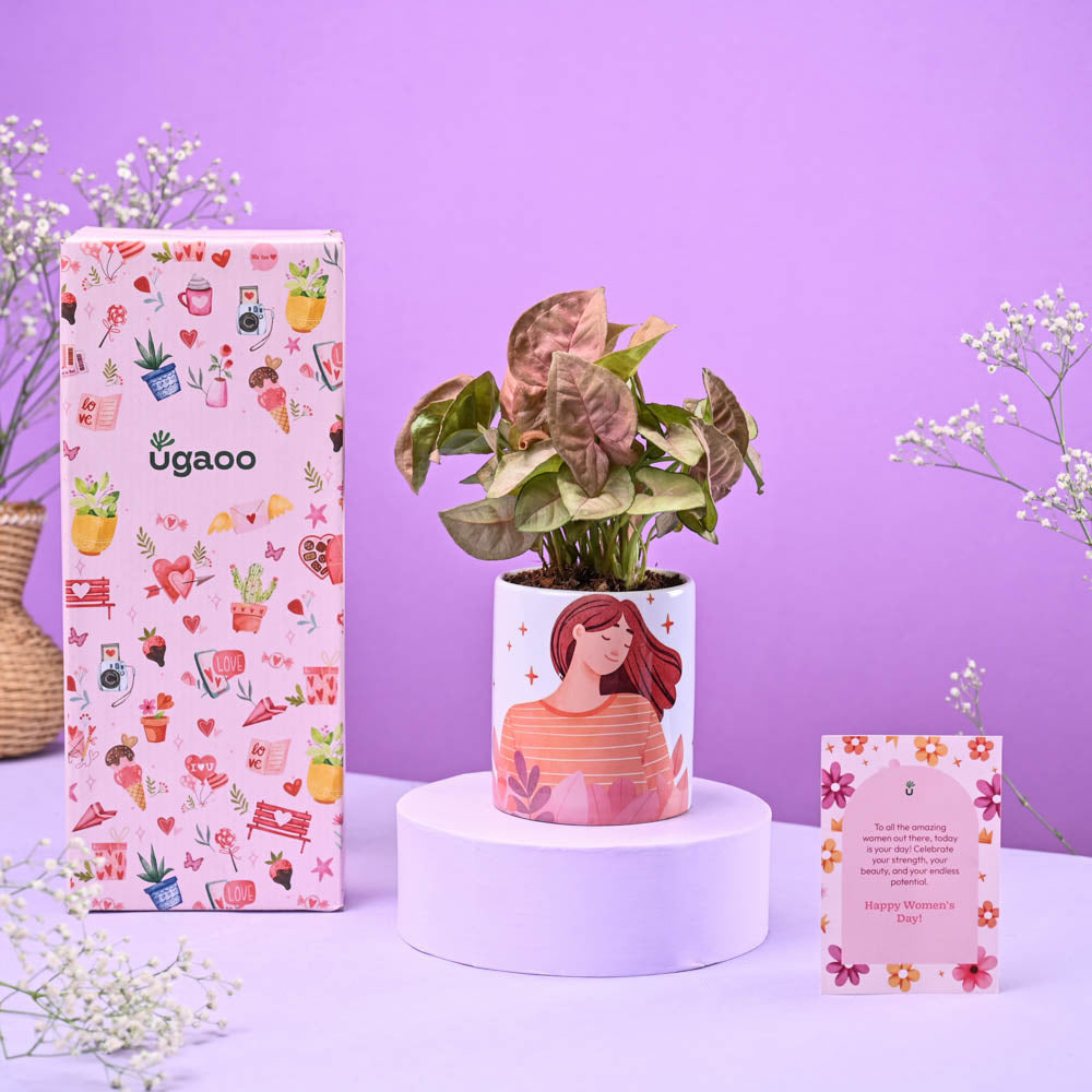 Ugaoo Syngonium Pink in Ceramic Pot Women's Day Gift