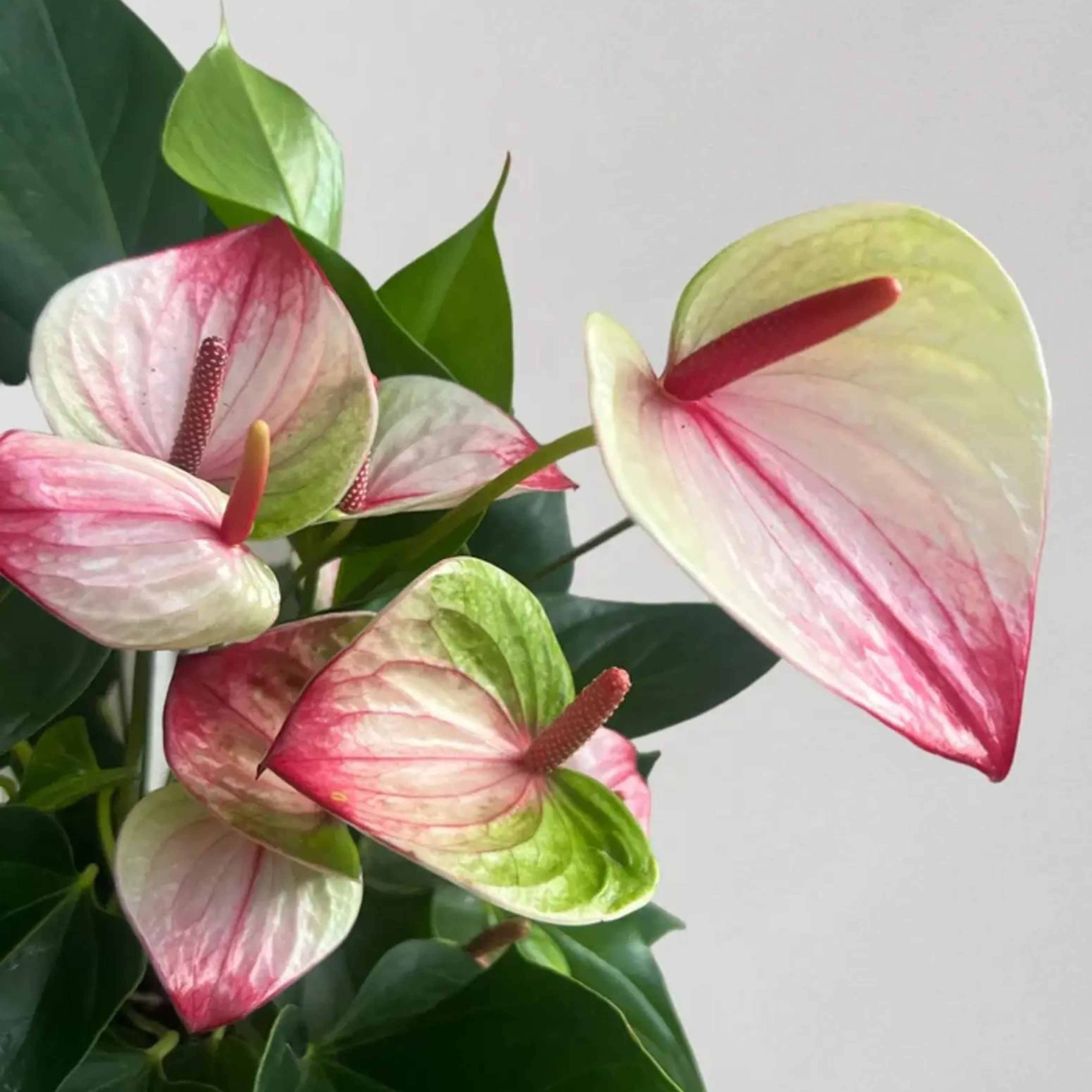DZ Anthurium Dwarf Mystique Indoor/Outdoor Live Plant