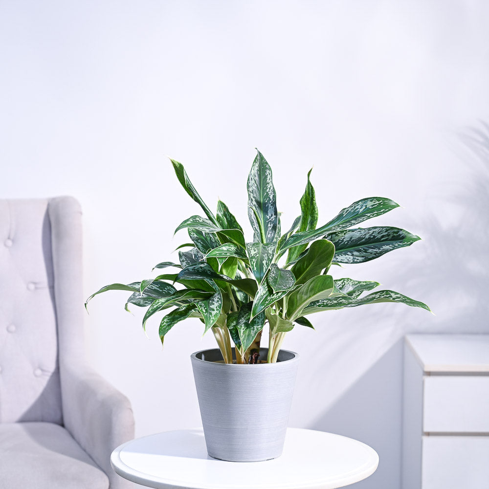 Ugaoo Aglaonema Queen Plant