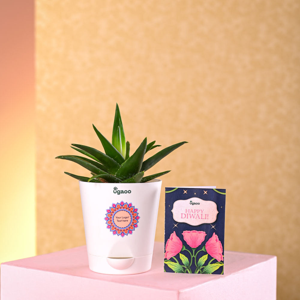 Ugaoo Aloe Vera Mini Plant Diwali Gift - view 4