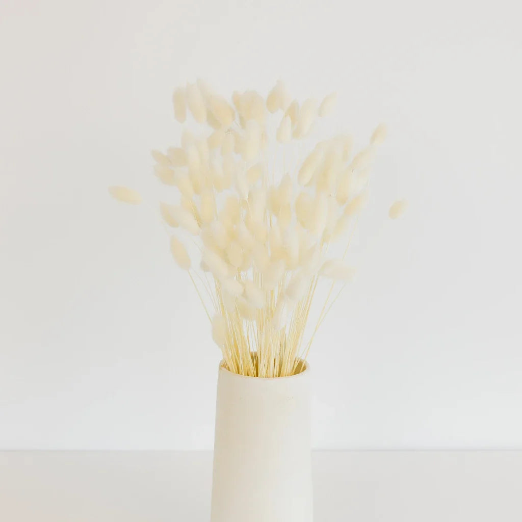 FiftyFlowers Bleached Dried Bunny Tail Grass
