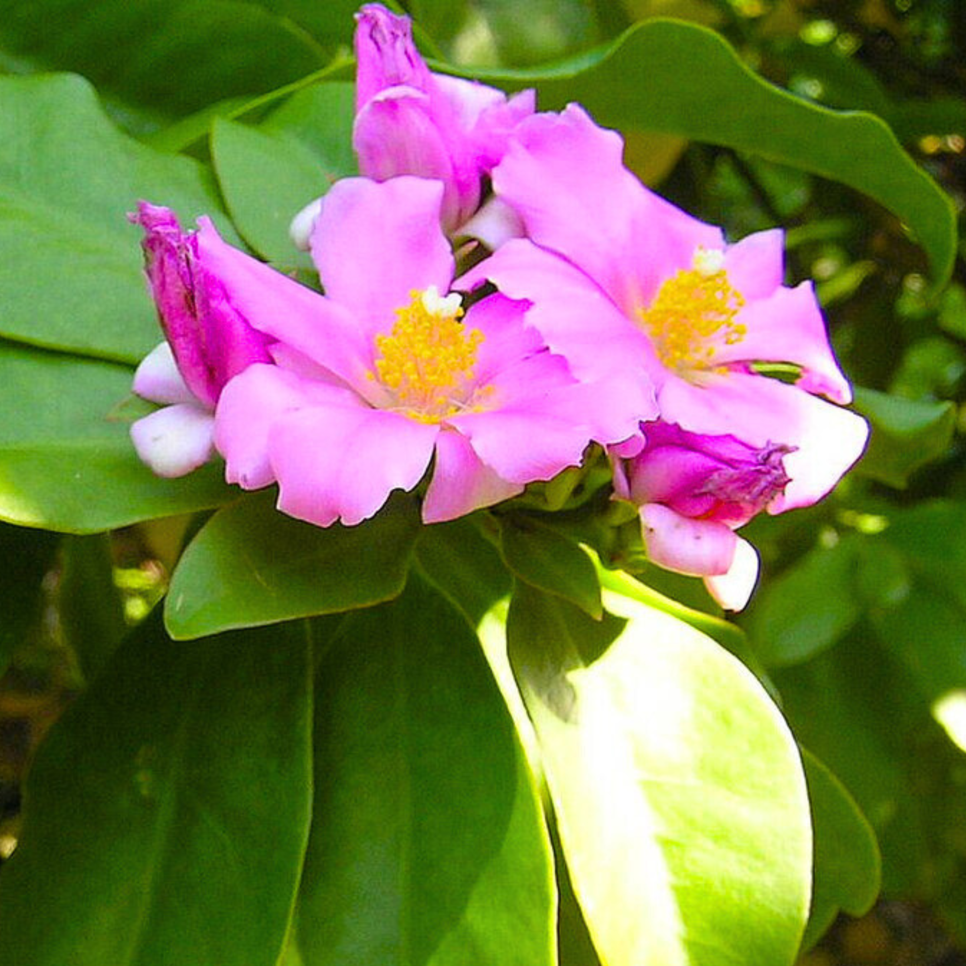 MR Wax Rose Pink (Rhodocactus grandifolius) Rare Flowering Live Plant - view 2