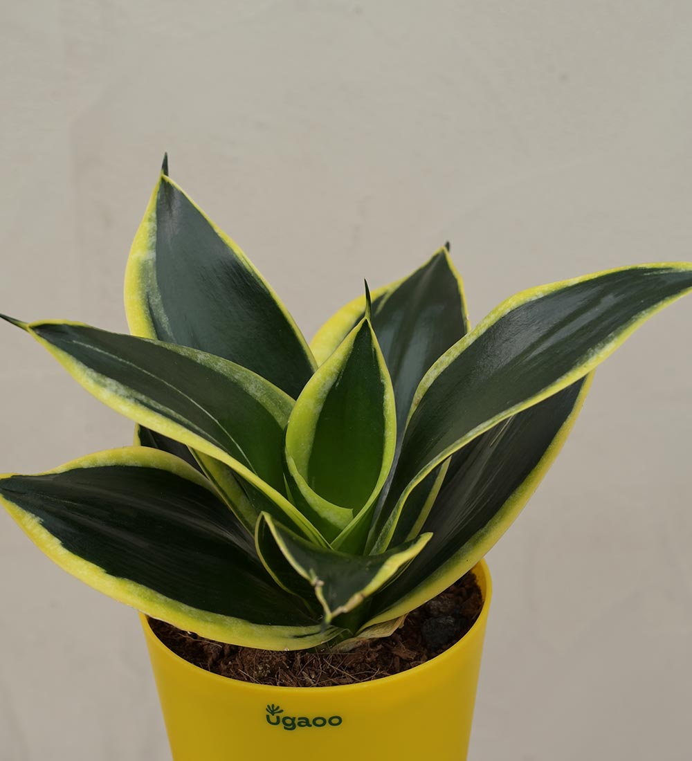 Ugaoo Snake Plant - Golden Hahnii Employee Gift Hamper - view 2