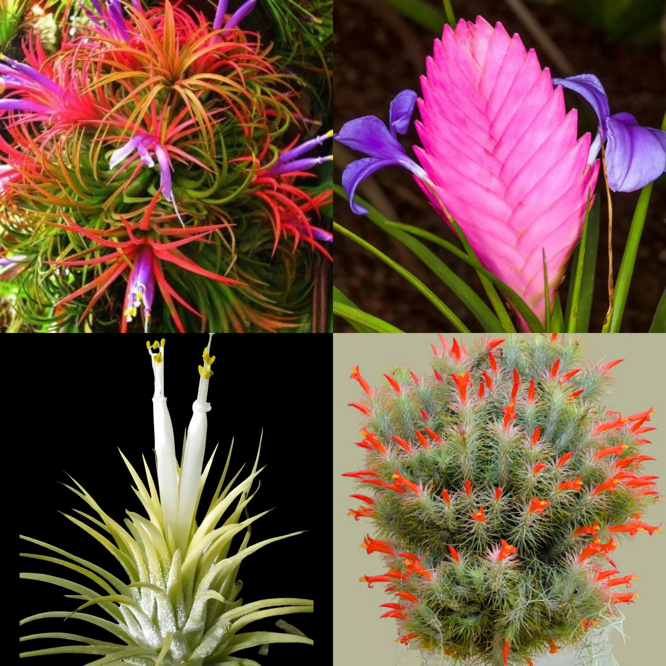 DZ Tillandsia Air Plant Combo