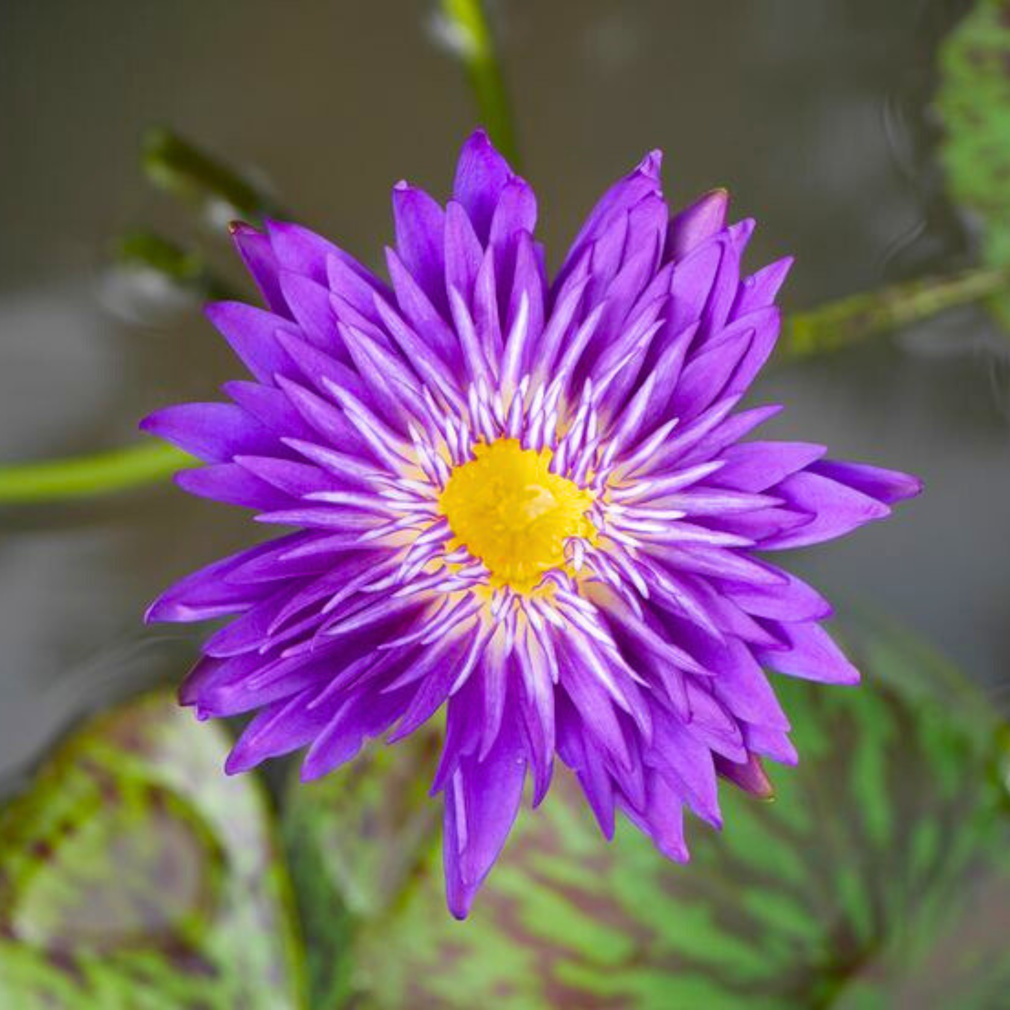 DZ Nymphaea Plum Crazy