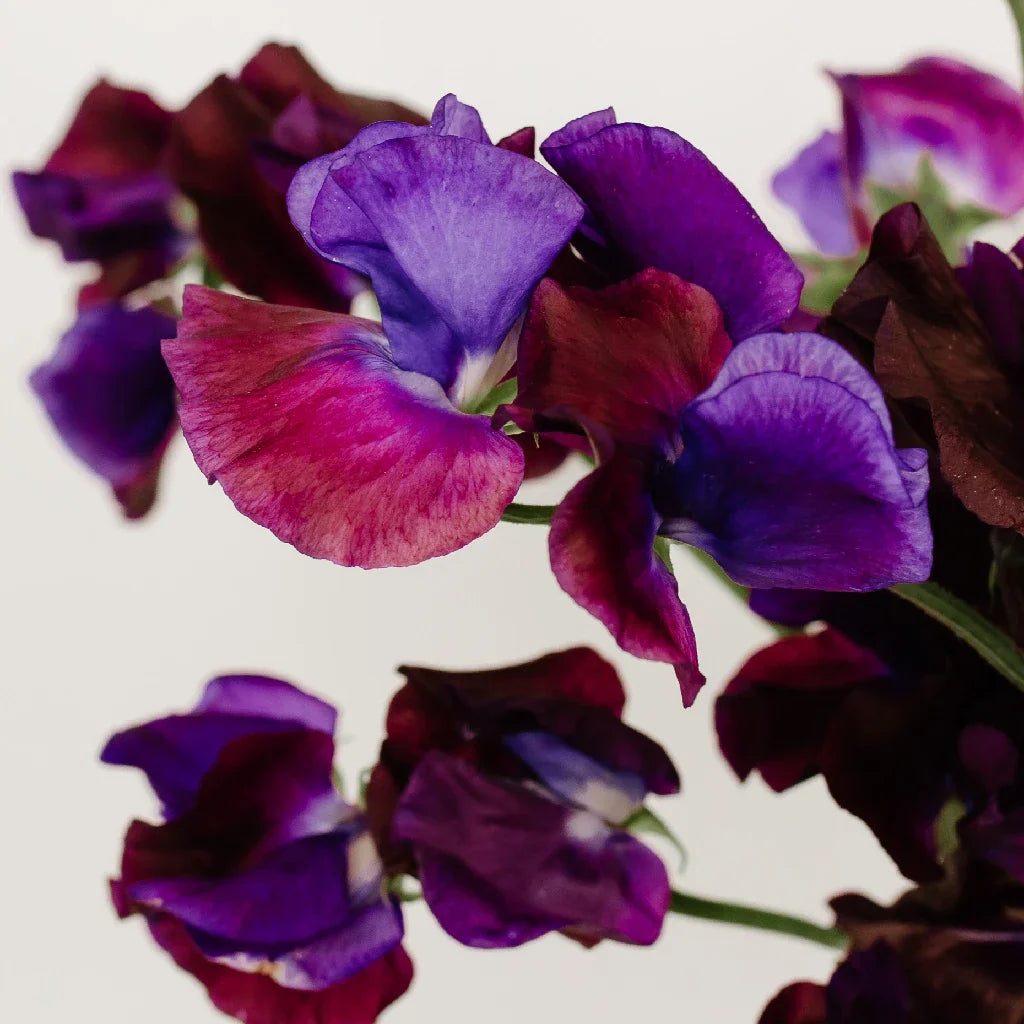 FiftyFlowers Viola Purple Sweet Pea Flowers
