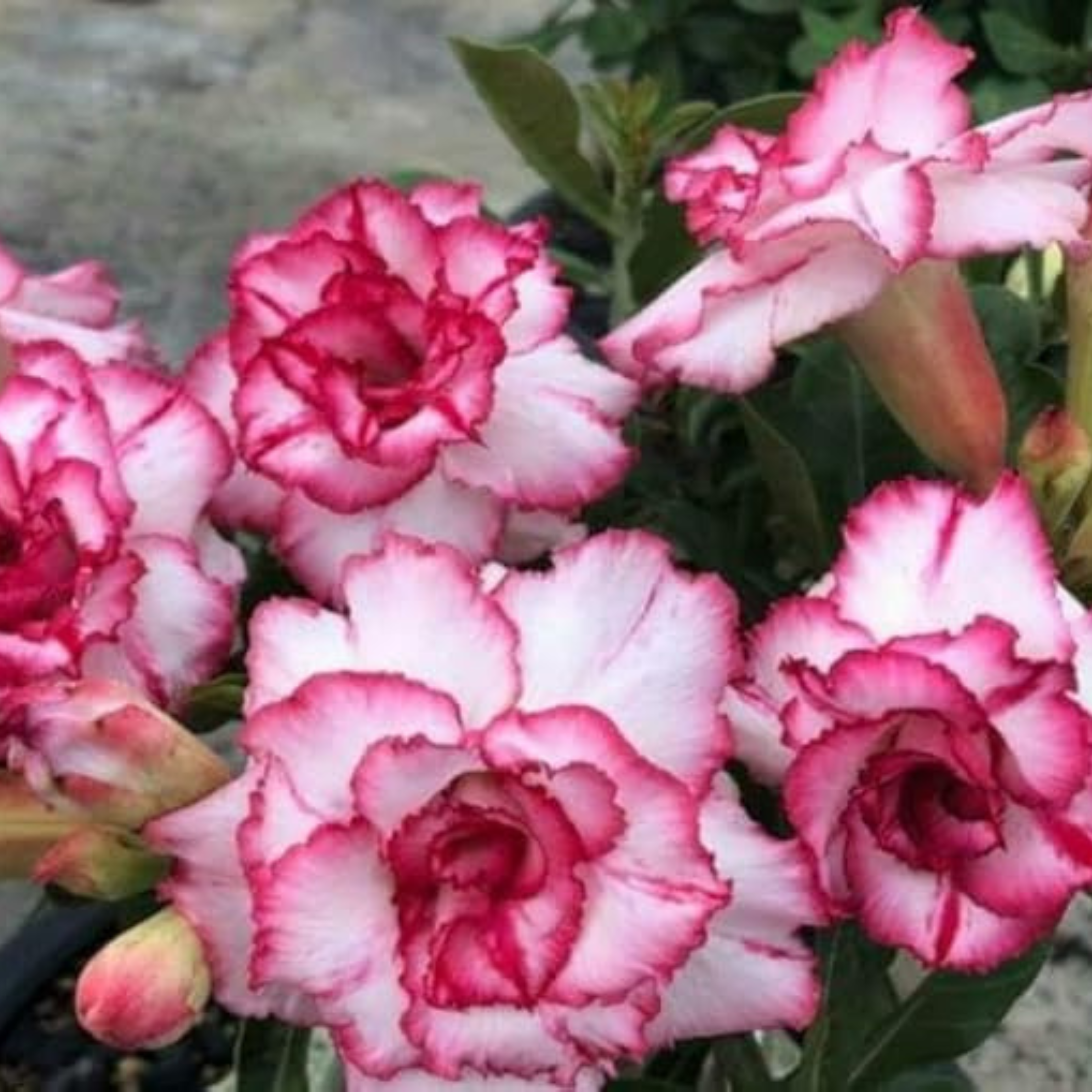 DZ Adenium Rosy 343 Flowering Live Plant