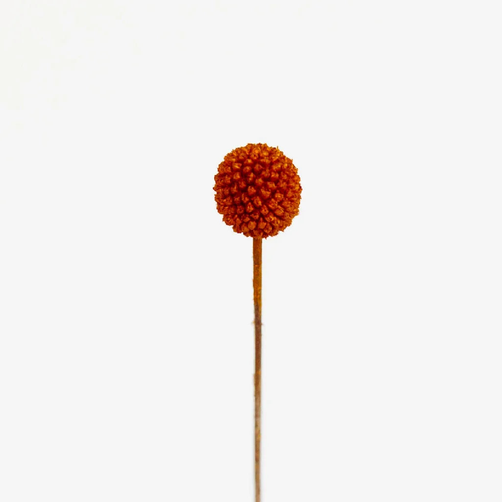 FiftyFlowers Rust Brown Dried Craspedia Billy Balls - view 2