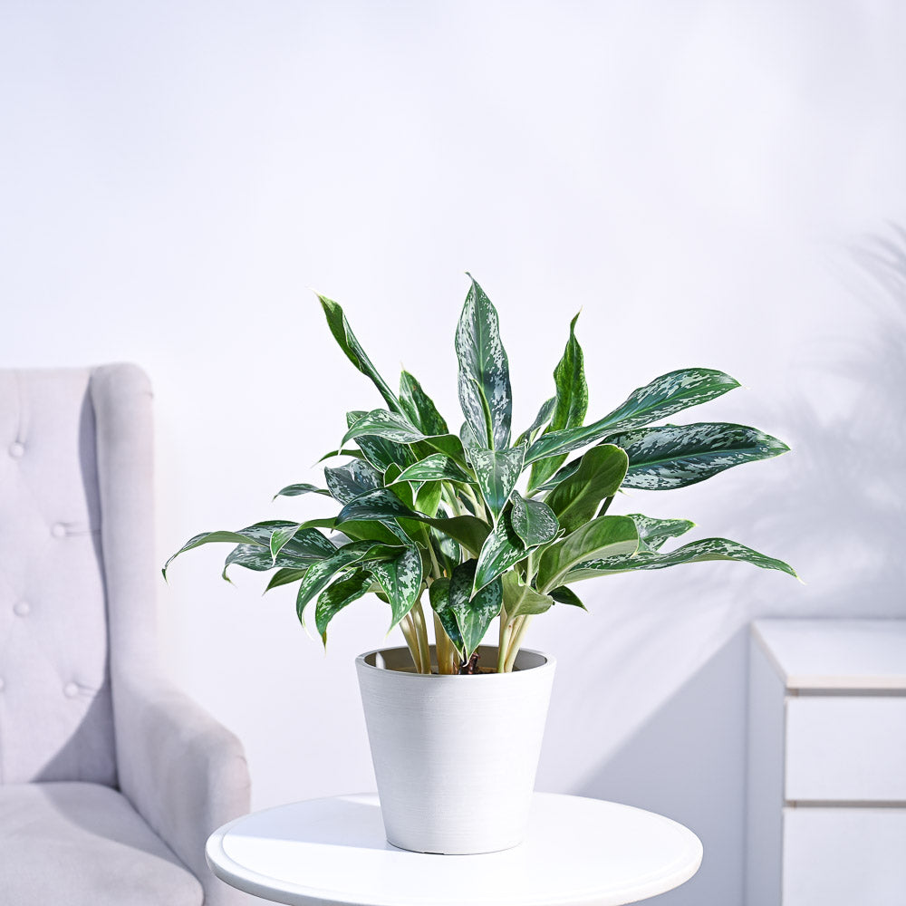 Ugaoo Aglaonema Queen Plant - view 37