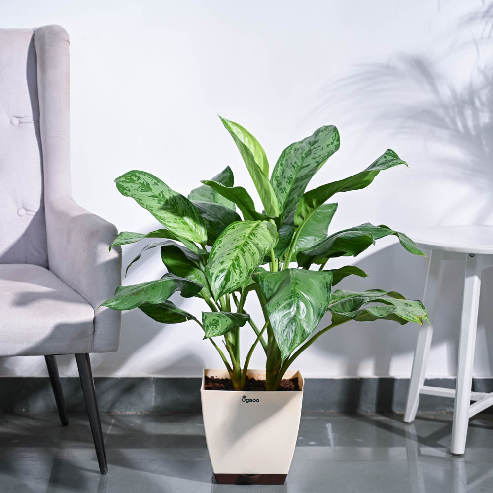 Ugaoo Aglaonema Dove Plant - XL
