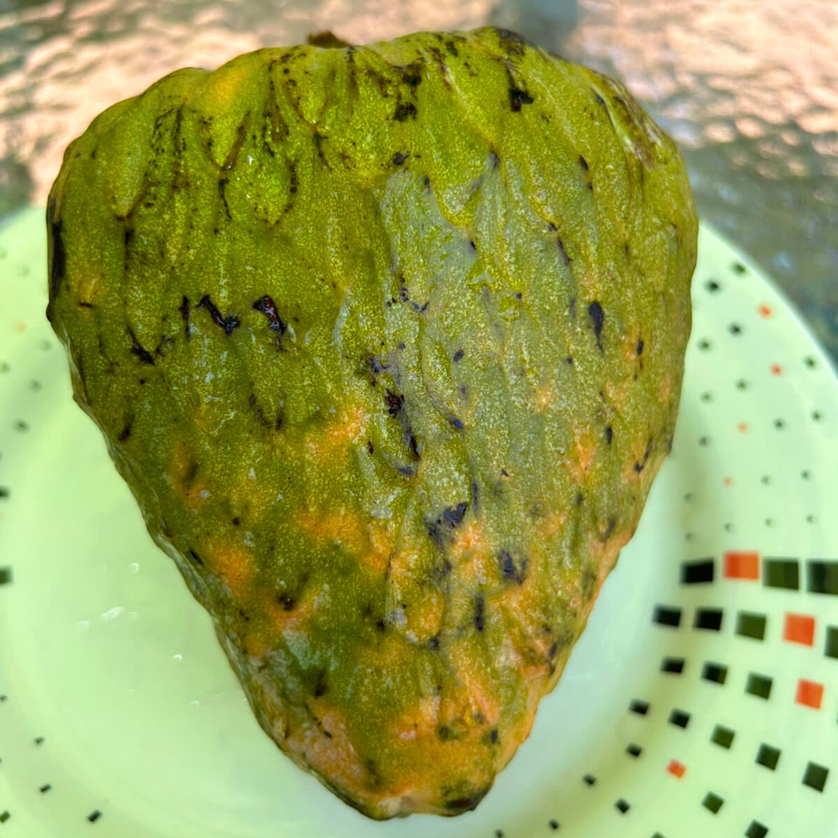 VL Verde Esmeralda (Annona reticulata) Fruit Live Plant - view 2