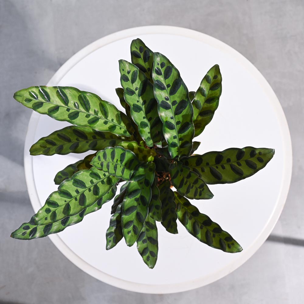 Ugaoo Calathea Rattlesnake Plant - view 59