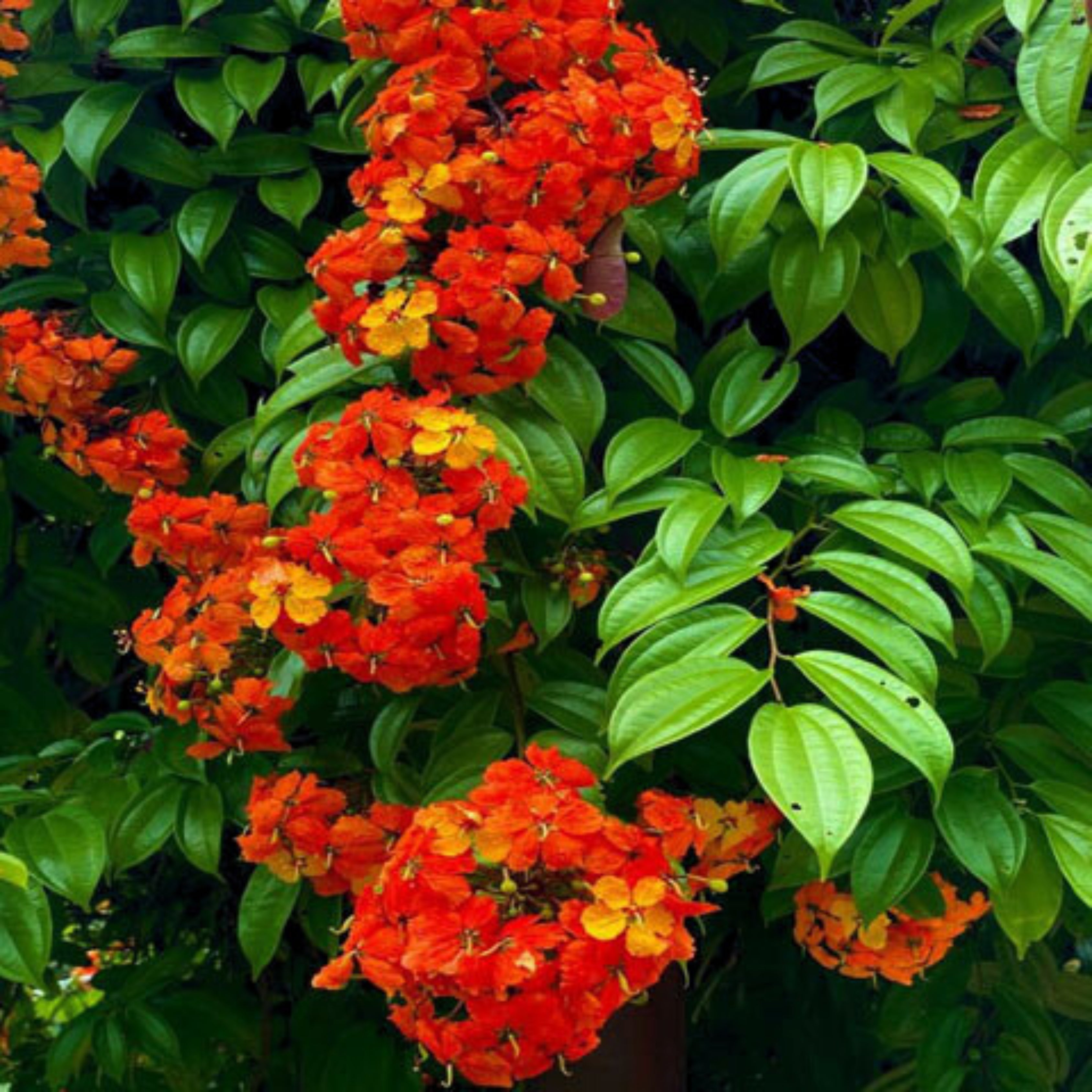 MR Western Red Trailing Vine (Bauhinia coccinea) Rare Flowering Live Plant - view 3