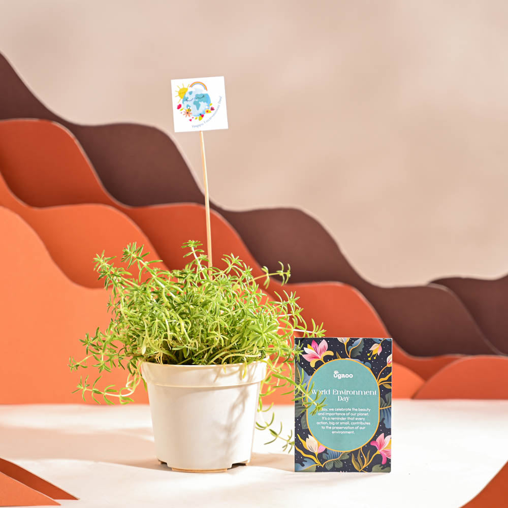 Ugaoo Golden Sedum Plant For Environment Day Gifting - view 44