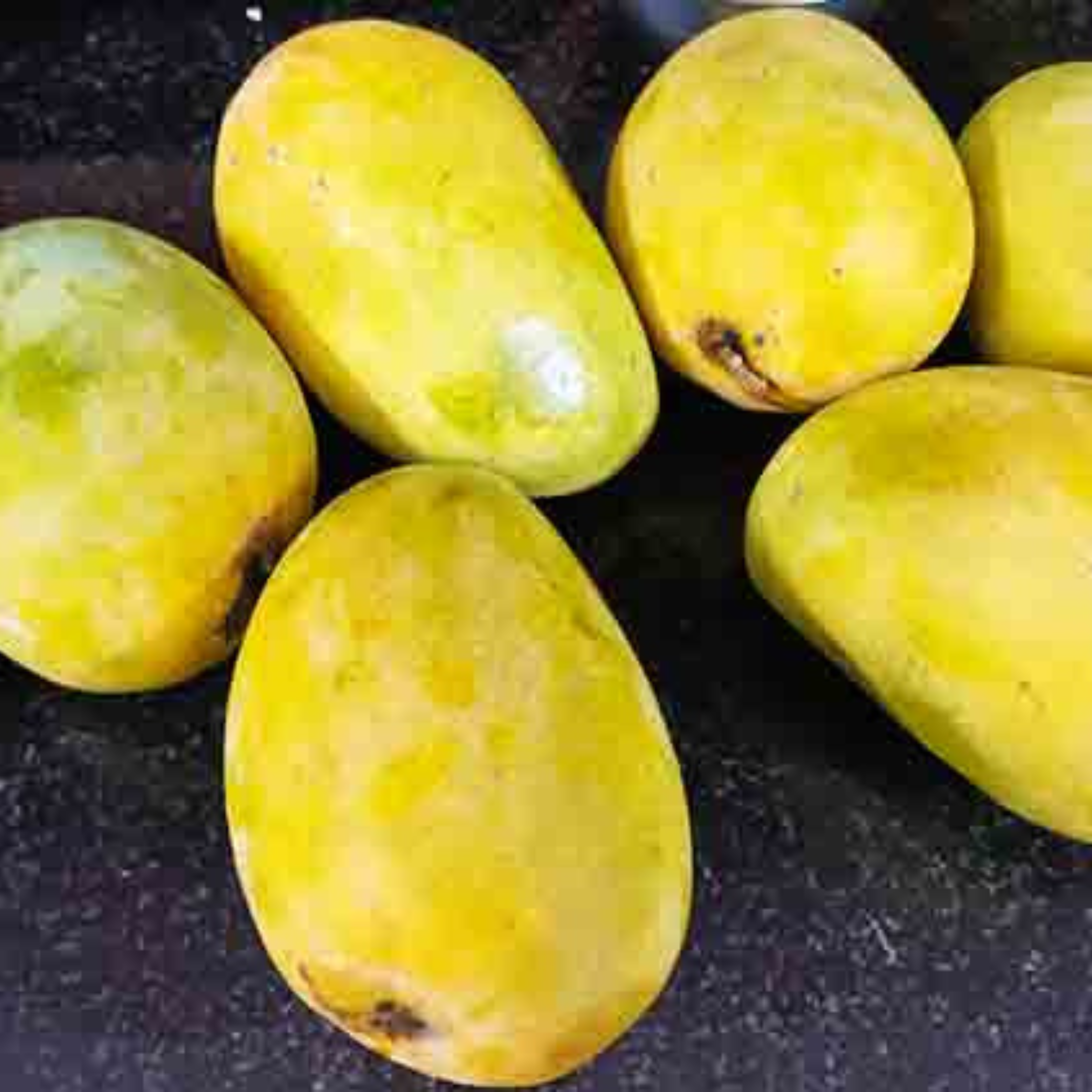 VL Pedda Rasalu Mango Grafted Live Plant