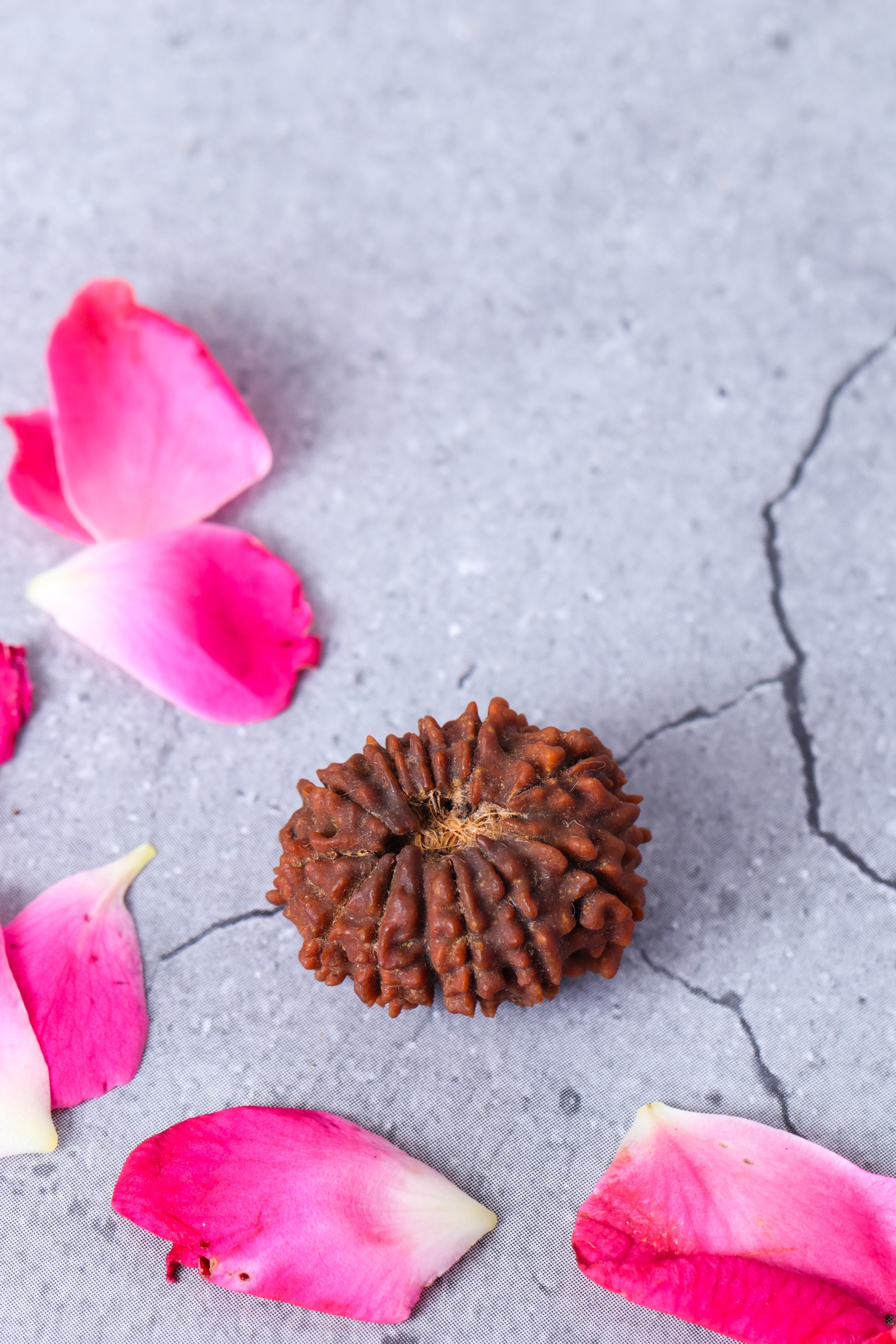 Studio Vaidik 13 mukhi Natural Rudraksha - view 2