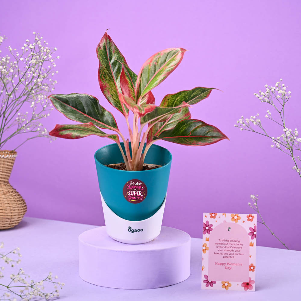 Ugaoo Aglaonema Red Women's Day Gift