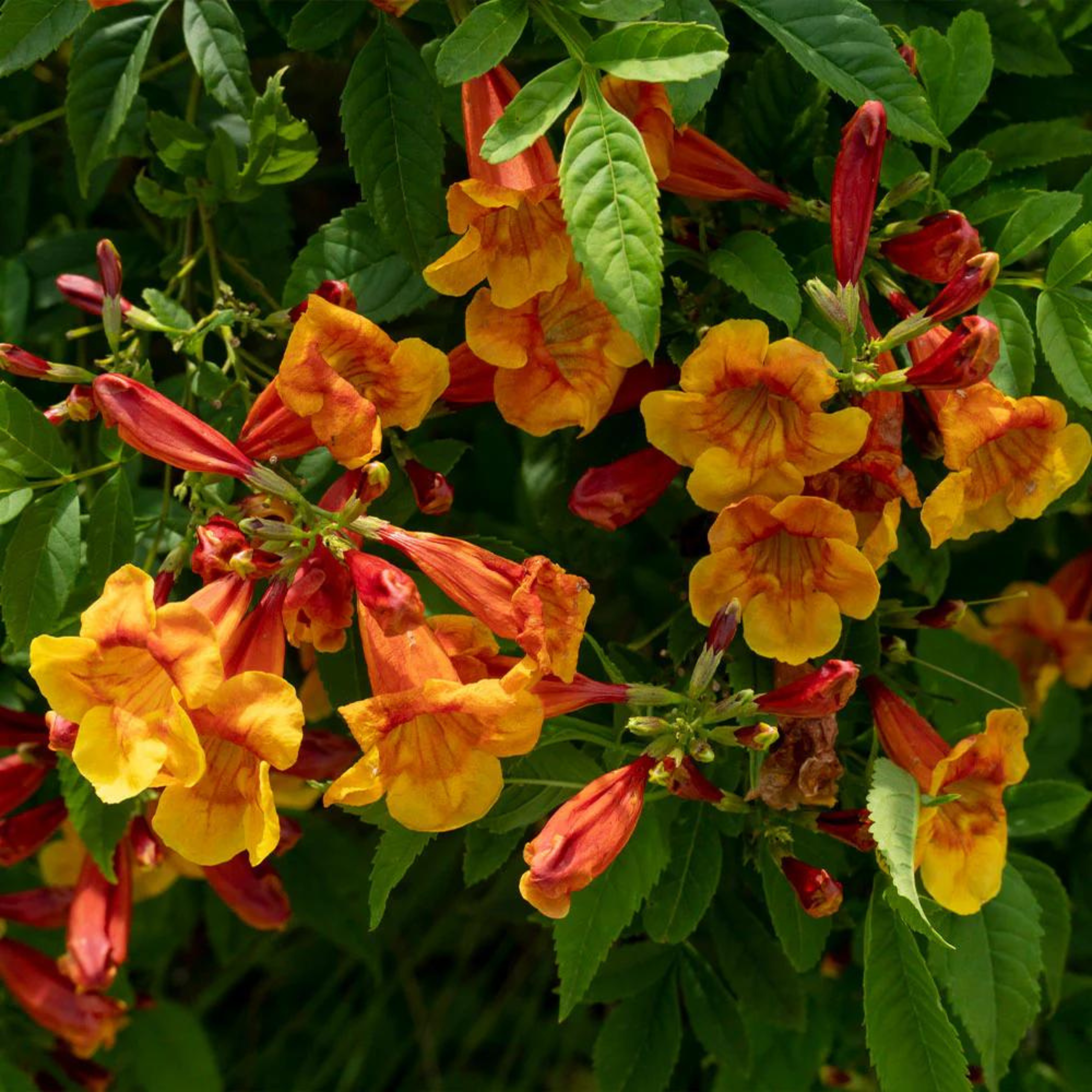 MR Tecoma Sparky Rare All Time Flowering Live Plant