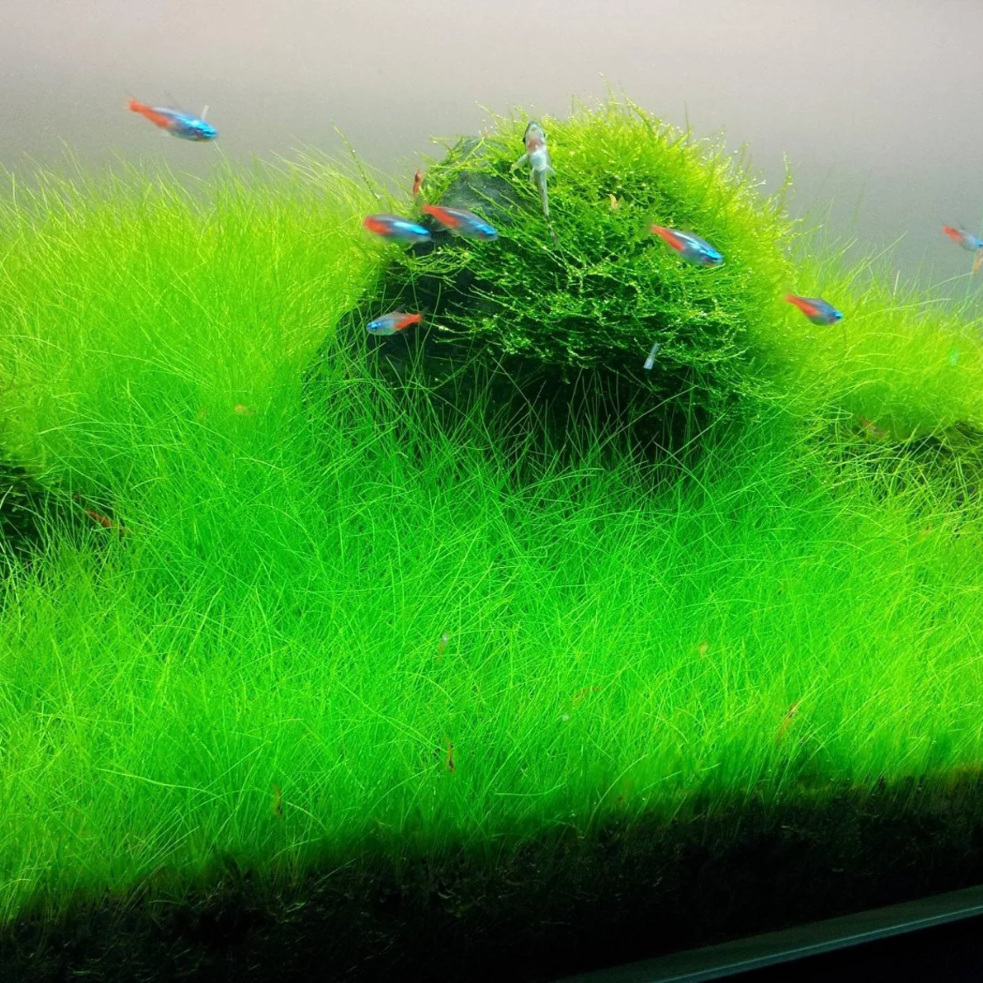 MRWP Dwarf Hair Grass Tissue Culture Cup (Eleocharis Parvula) Aquarium Live Plant