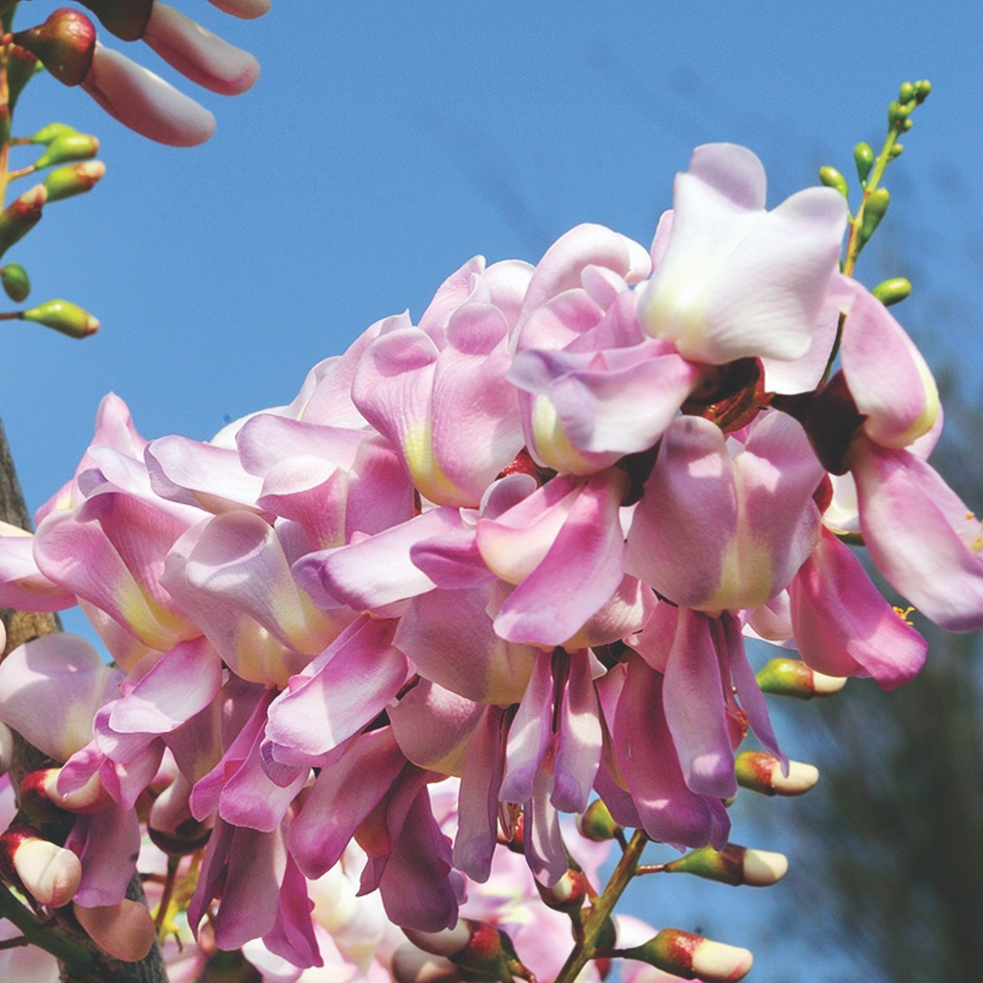 MR Mexican Lilac (Gliricidia sepium) Rare All Time Flowering Live Plant