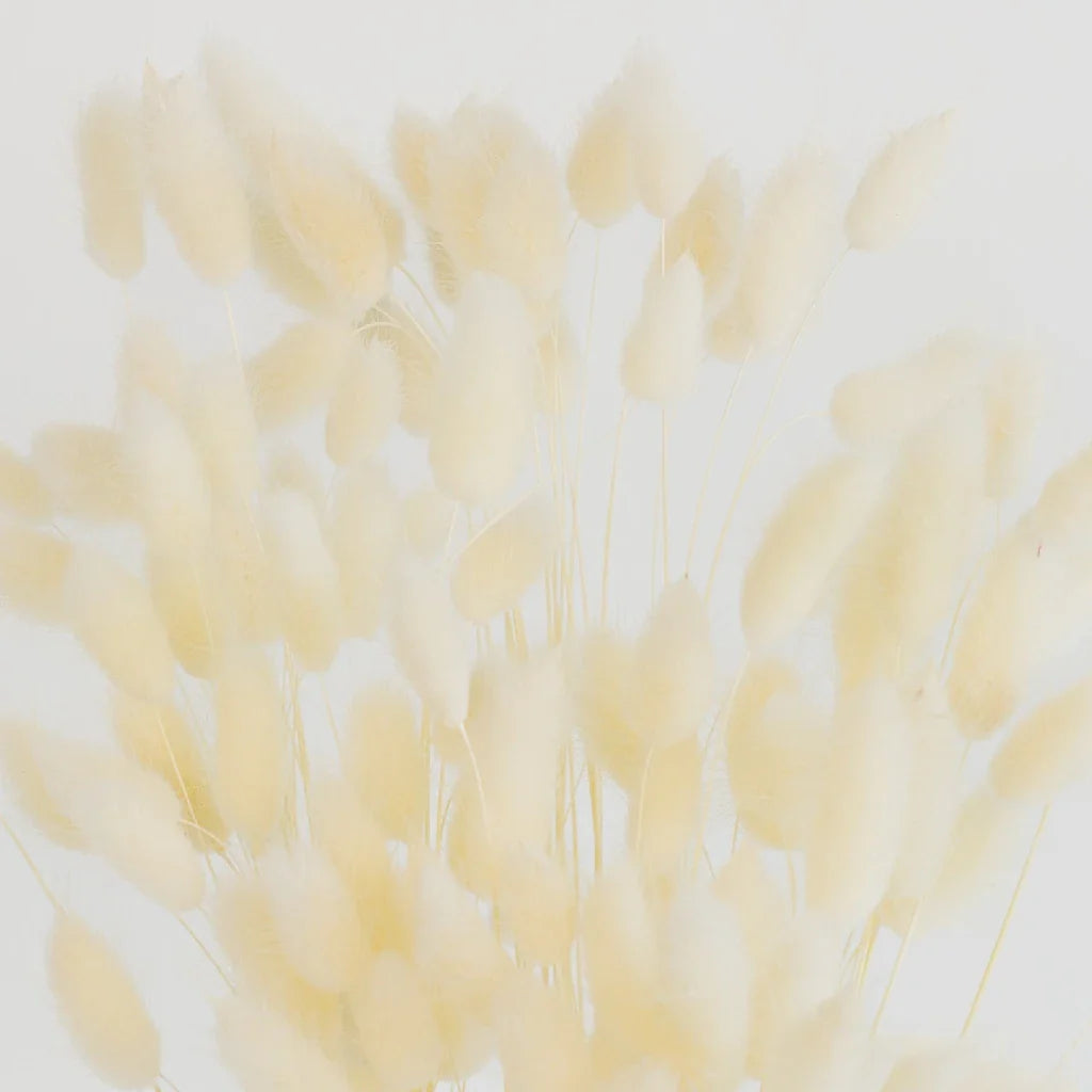 FiftyFlowers Bleached Dried Bunny Tail Grass - view 3