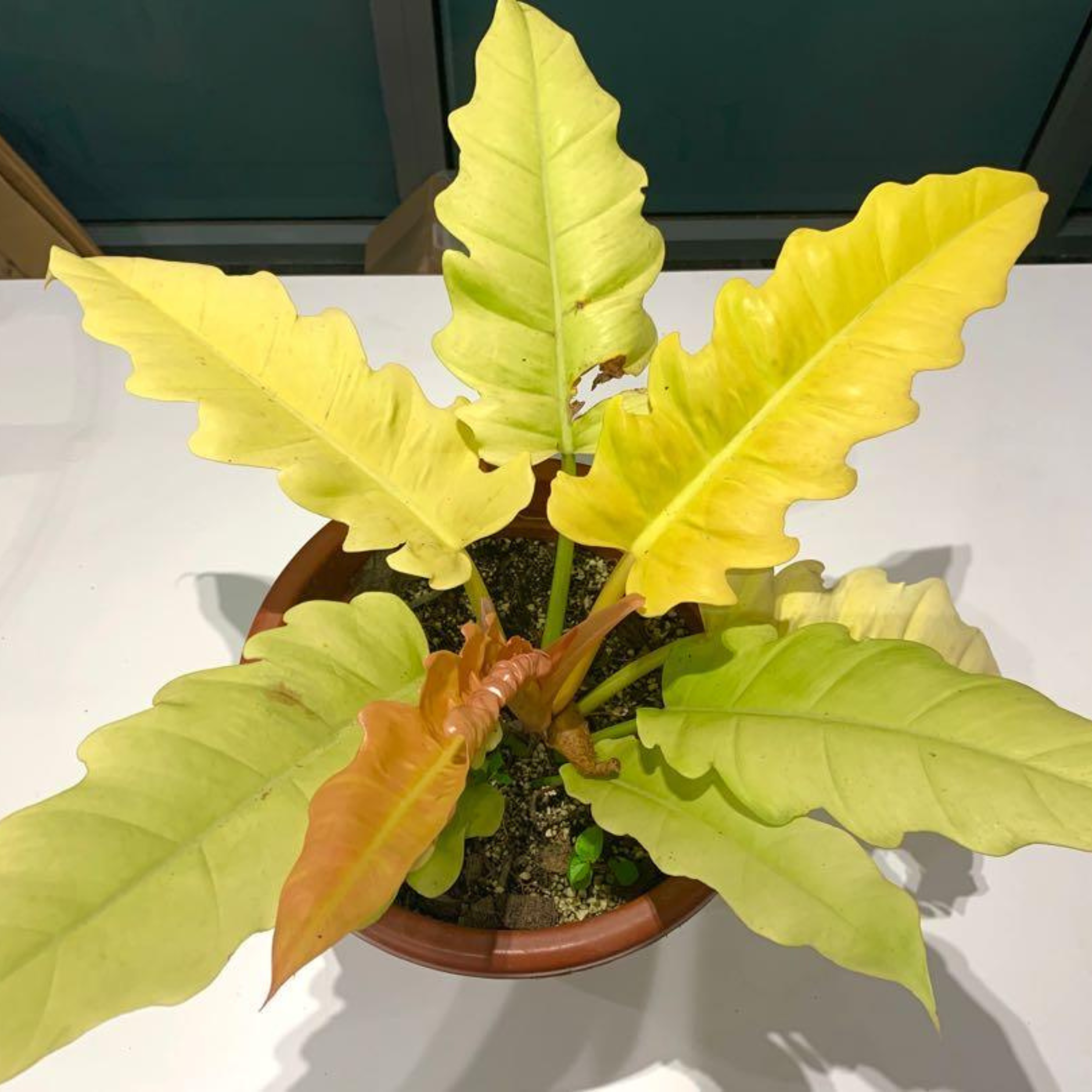 DZ Philodendron 'Golden Serratum' Indoor/Outdoor Live Plant - view 3