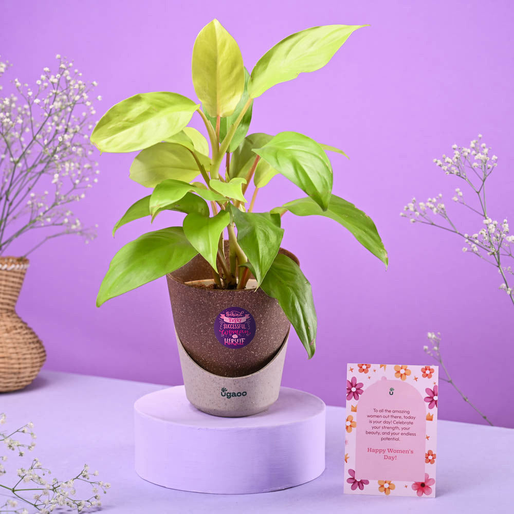 Ugaoo Philodendron Ceylon Women's Day Gift