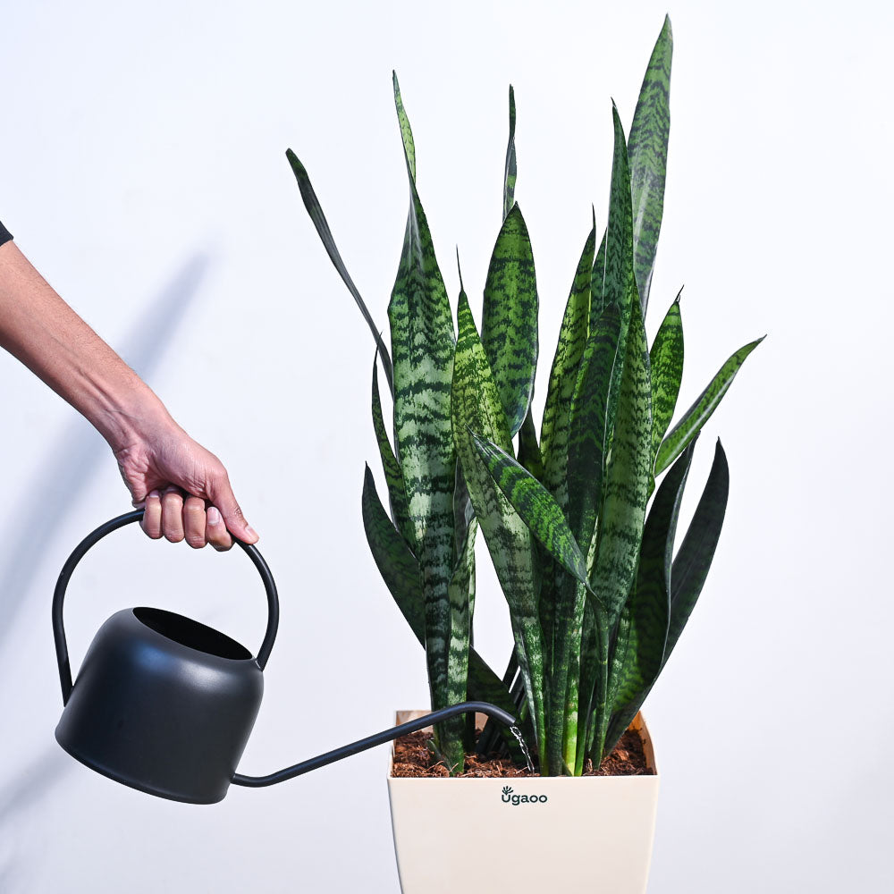 Ugaoo Sansevieria Zeylanica - XL - view 4