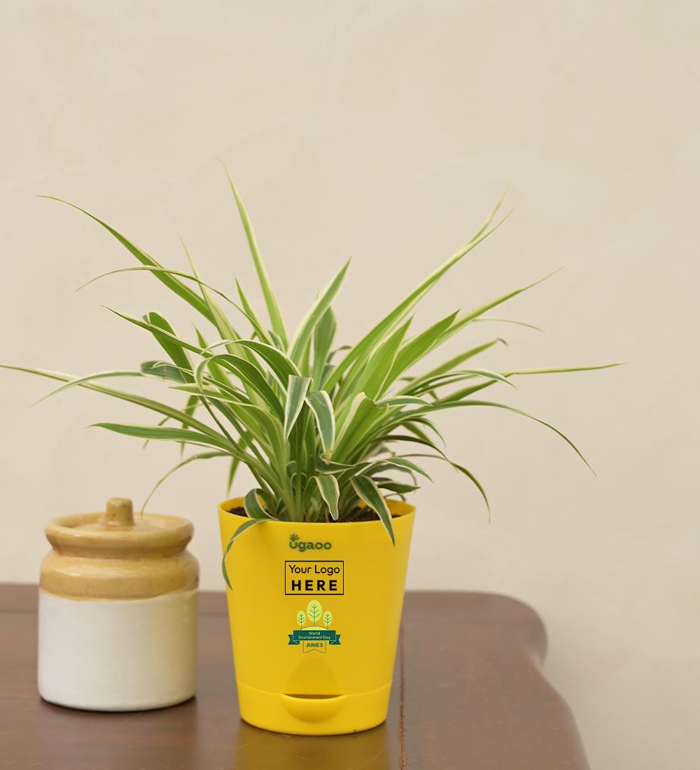 Ugaoo Spider Plant For Environment Day Gifting