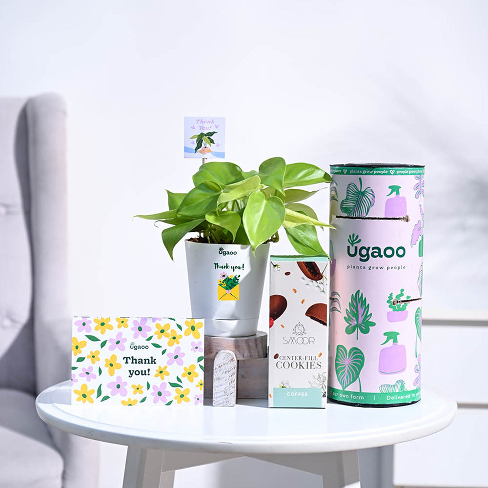 Ugaoo Philodendron Golden Thank you Gift Hamper