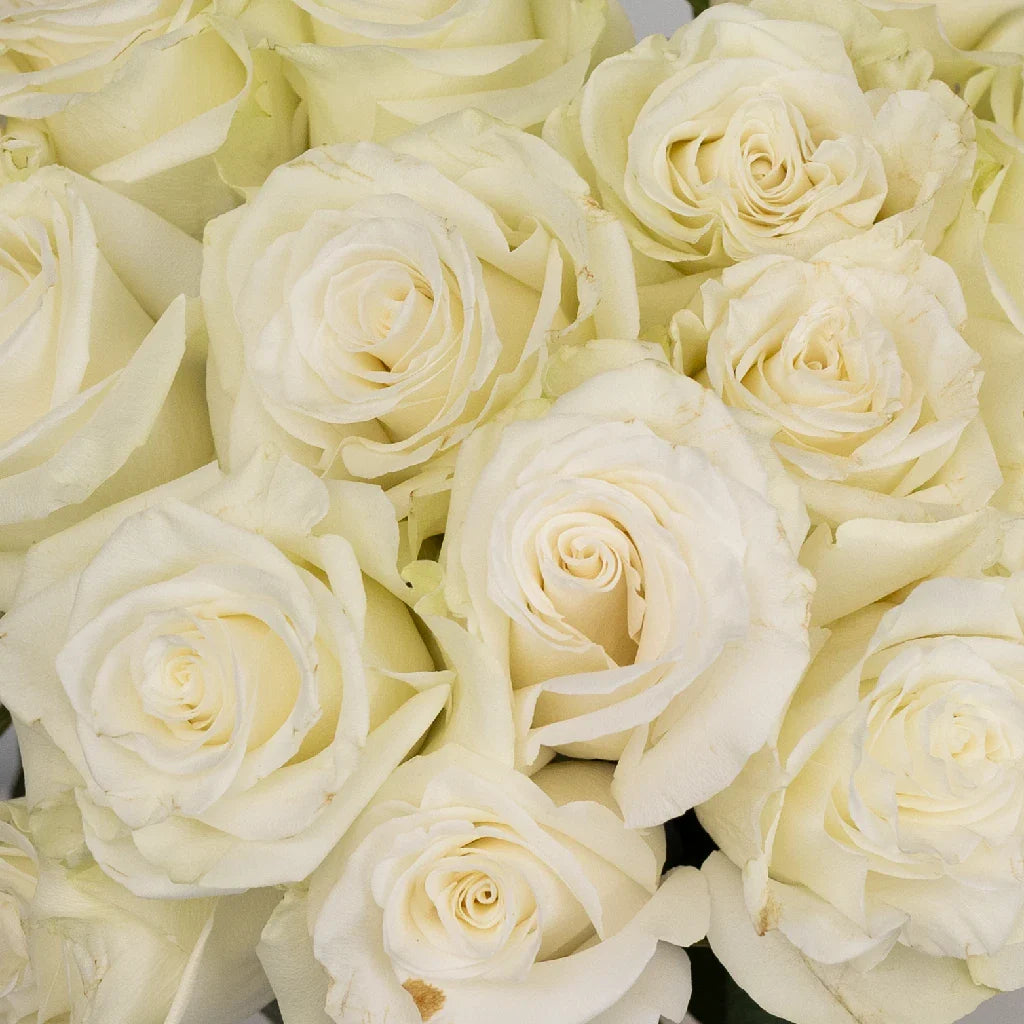 FiftyFlowers Mia White Rose - view 4