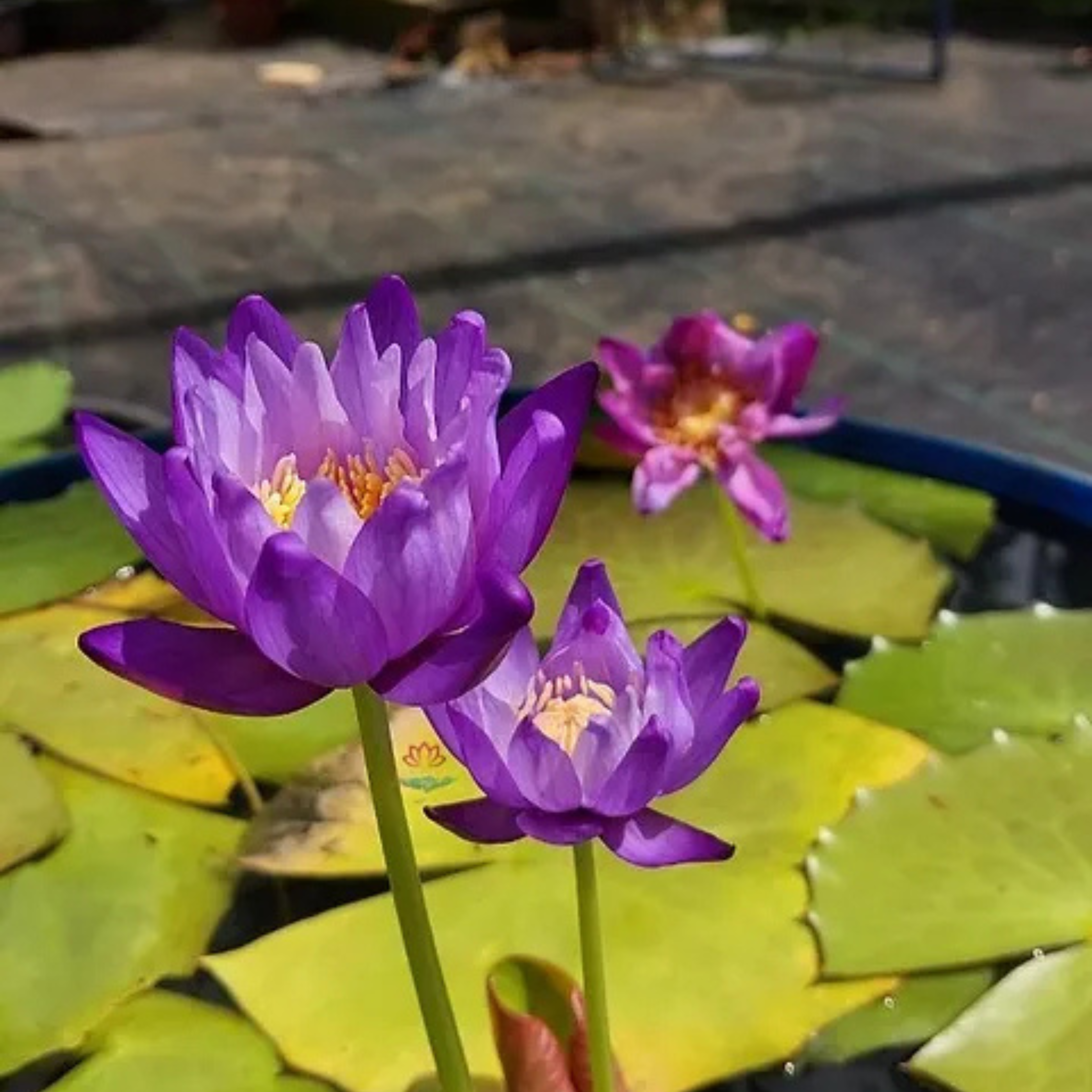 DZ Australian Colour Changing Water Lily (Atrans x Gigantea)