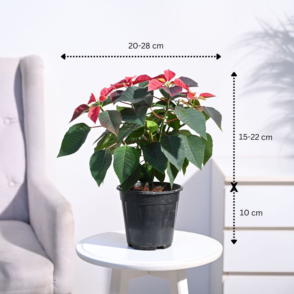 Ugaoo Poinsettia Red Plant with Oslo Planter - view 8