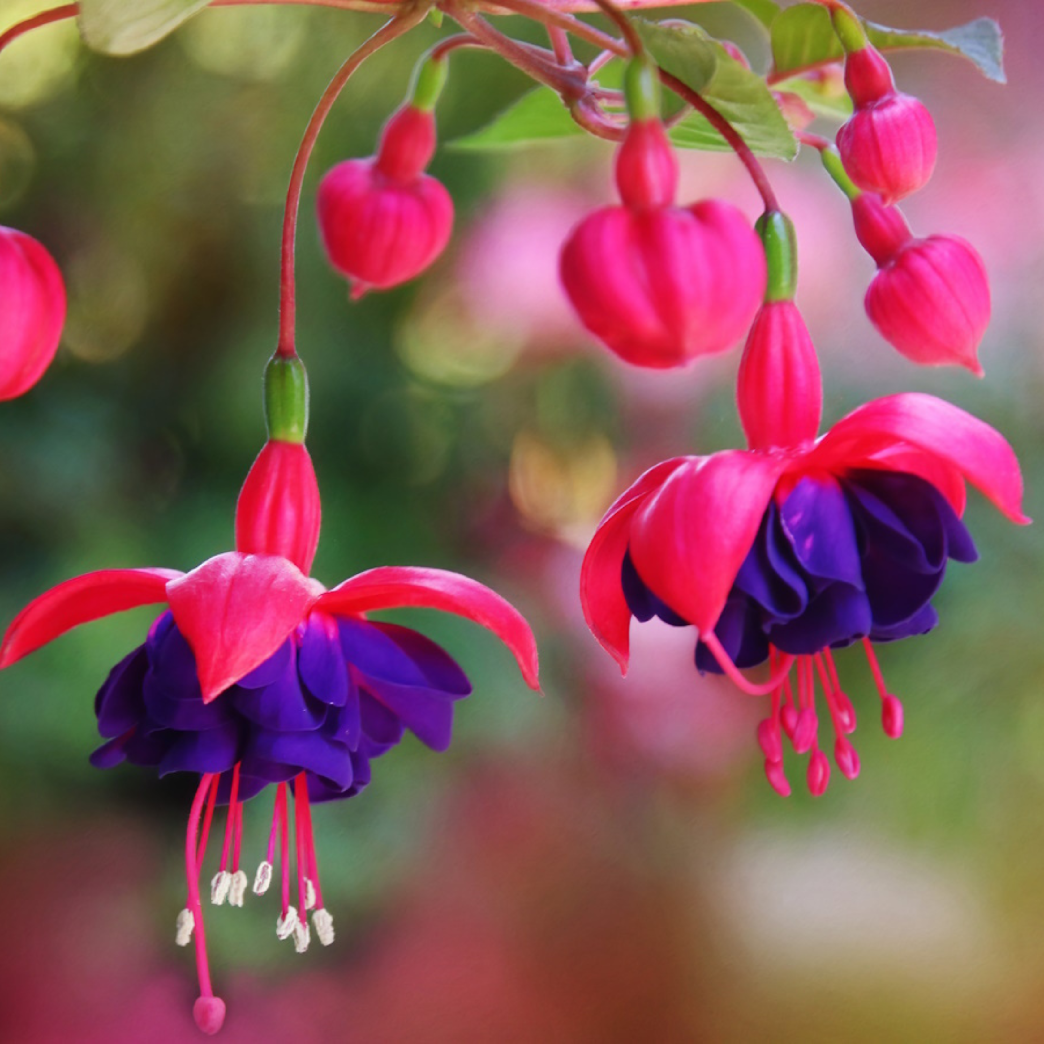MR Fuchsia Purple (Fuchsia magellanica) Rare All Time Flowering Live Plant - view 4