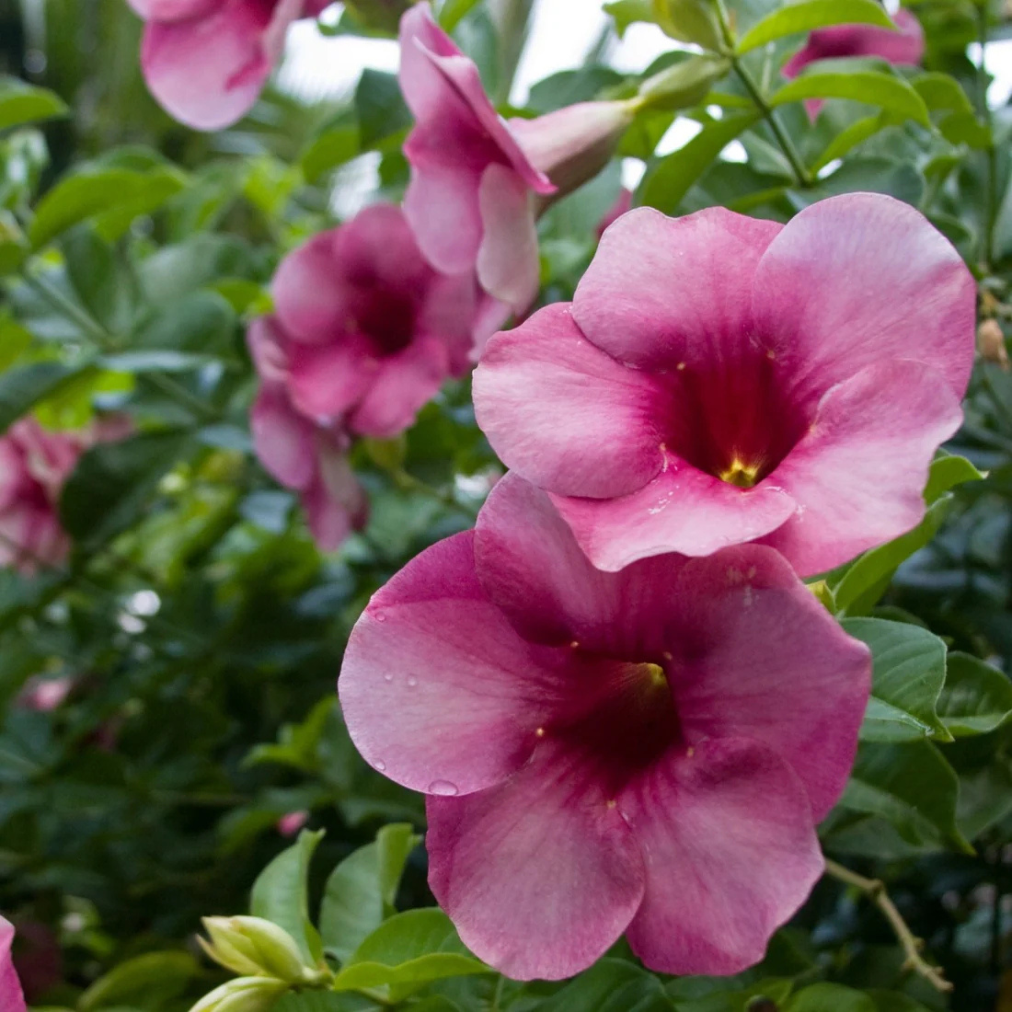 MR Allamanda Flowering Plants Combo - view 3