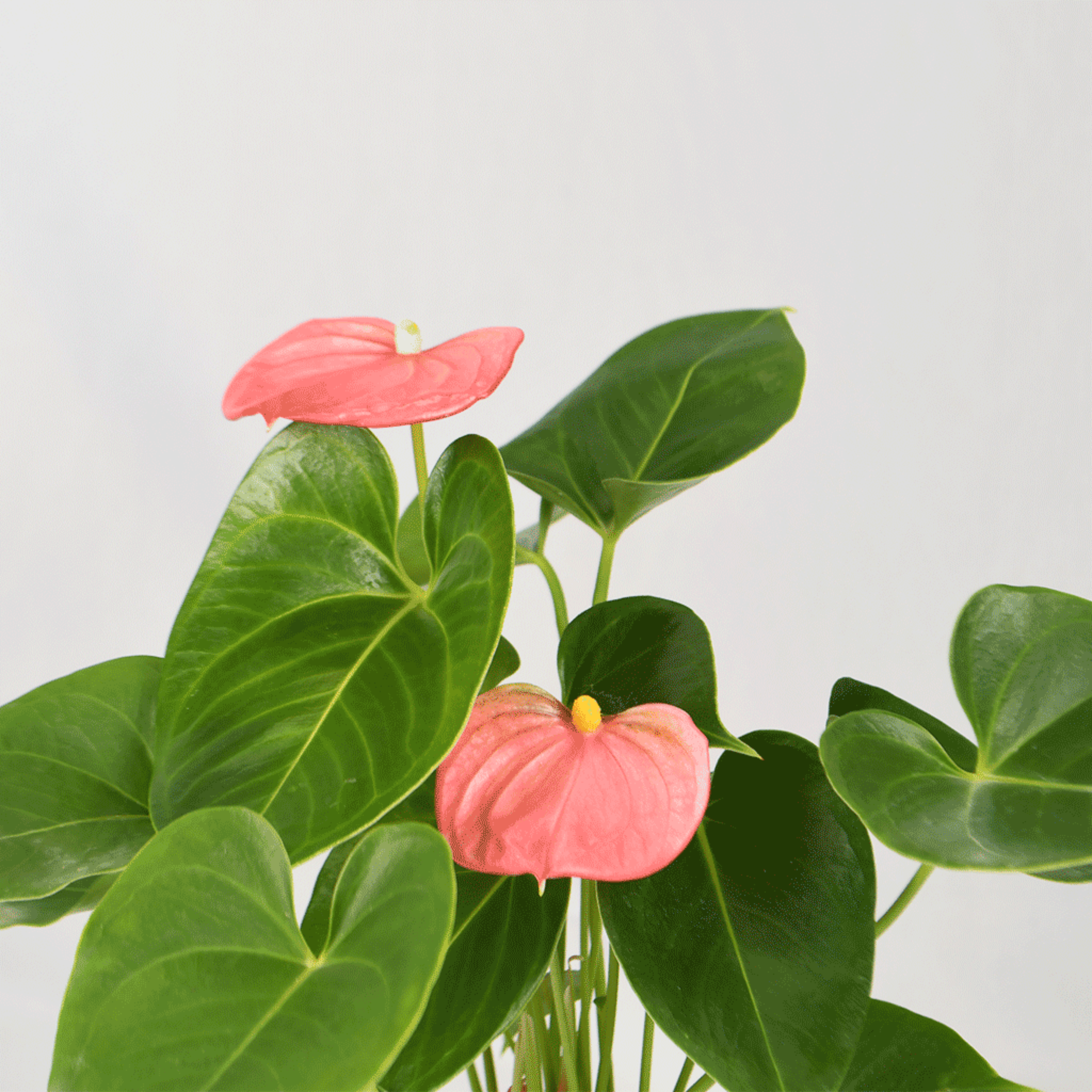 DZ Dwarf Anthurium Melito Pink Indoor/Outdoor Live Plant - view 2