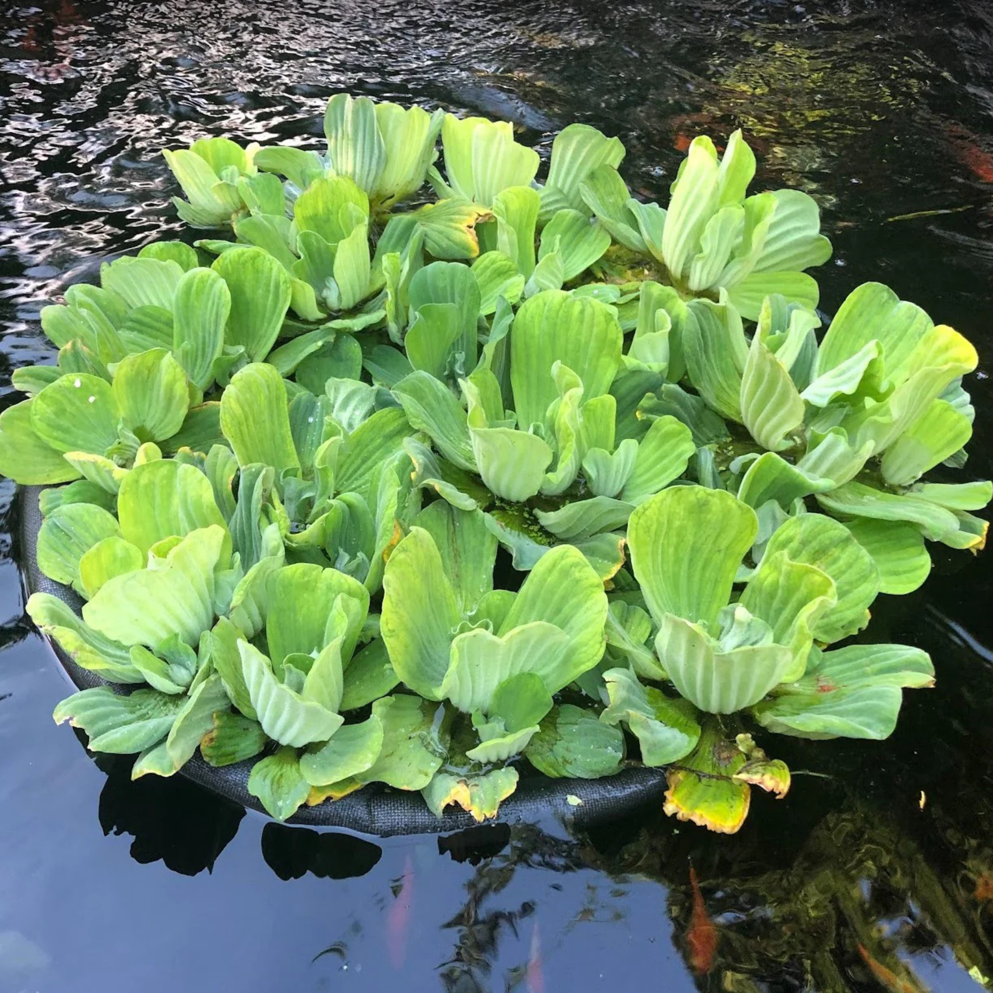 DZ Water Lettuce (Pistia stratiotes) Live Plant - Pack of 3 - view 3