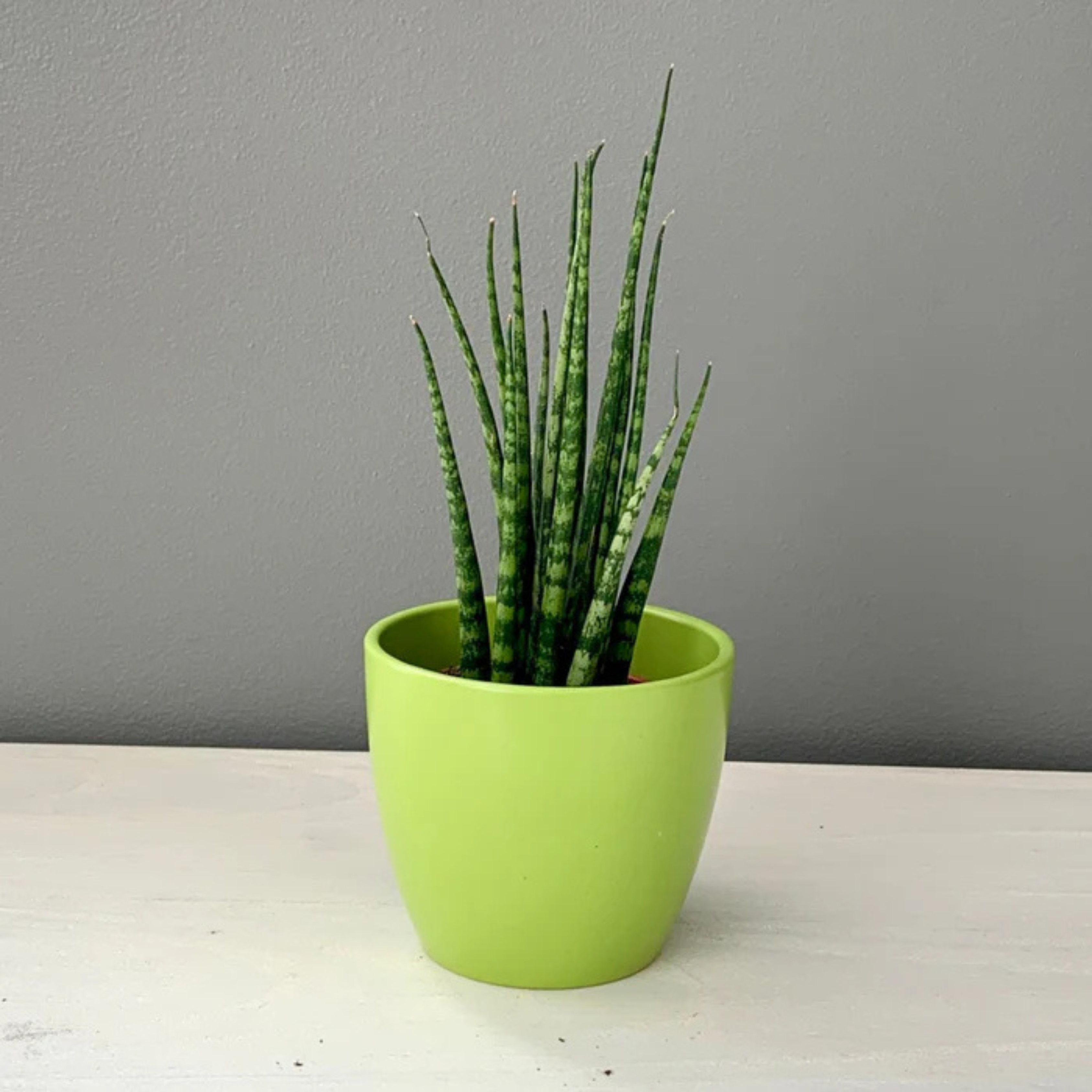 DZ Sansevieria Fernwood (Mikado-snake plant) Succulent Live Plant