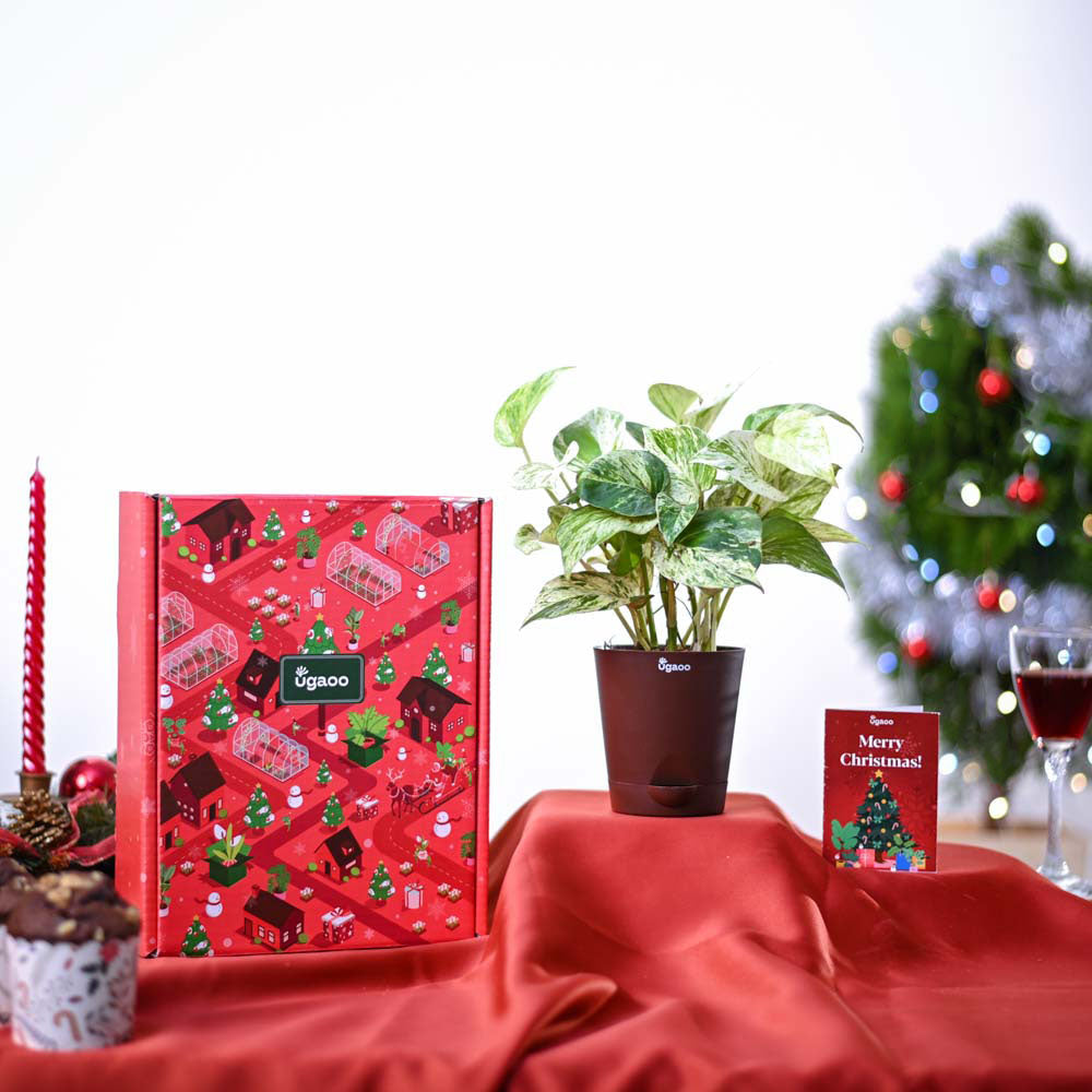 Ugaoo Money Plant Marble Christmas Gift Hamper - view 2