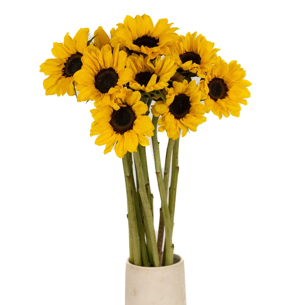 FiftyFlowers Mini Vincent Sunflowers