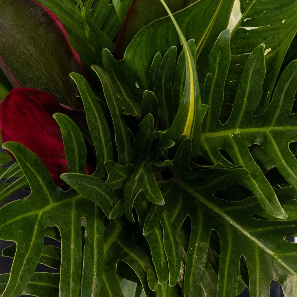 FiftyFlowers Lush Green Amazon Greenery Centerpiece - view 2