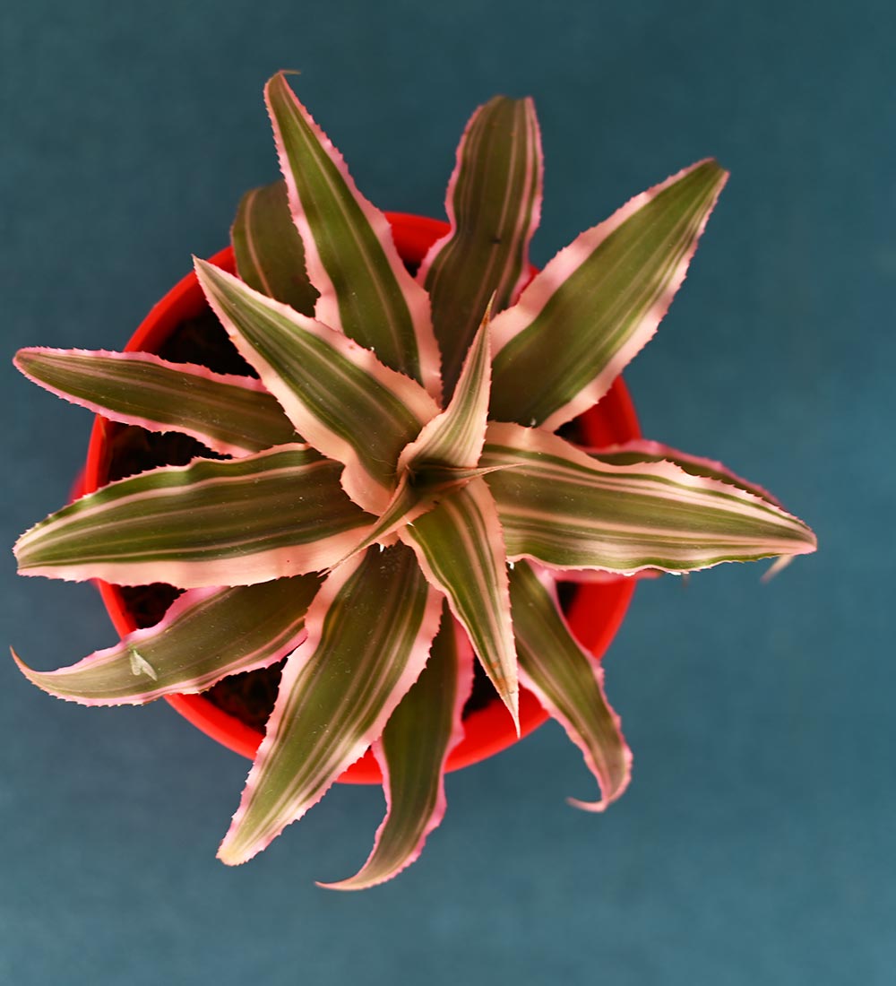 Ugaoo Earth Star Plant and Eco Goodies Bag - view 3