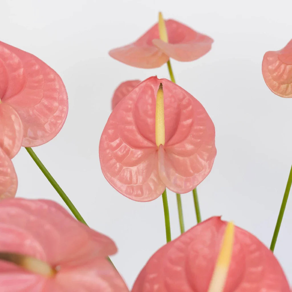 FiftyFlowers Anthurium Bubblegum Pink Tropical Flower