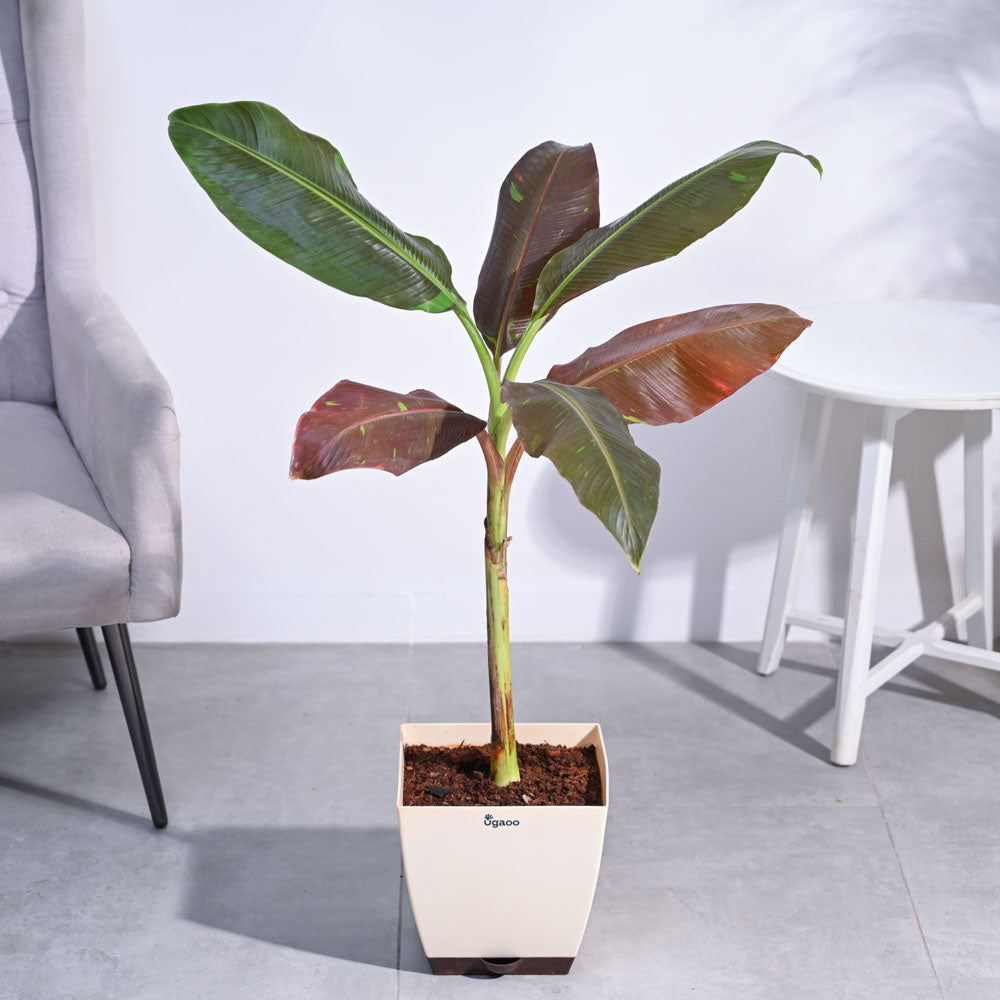 Ugaoo Banana Siam Red XL - view 6