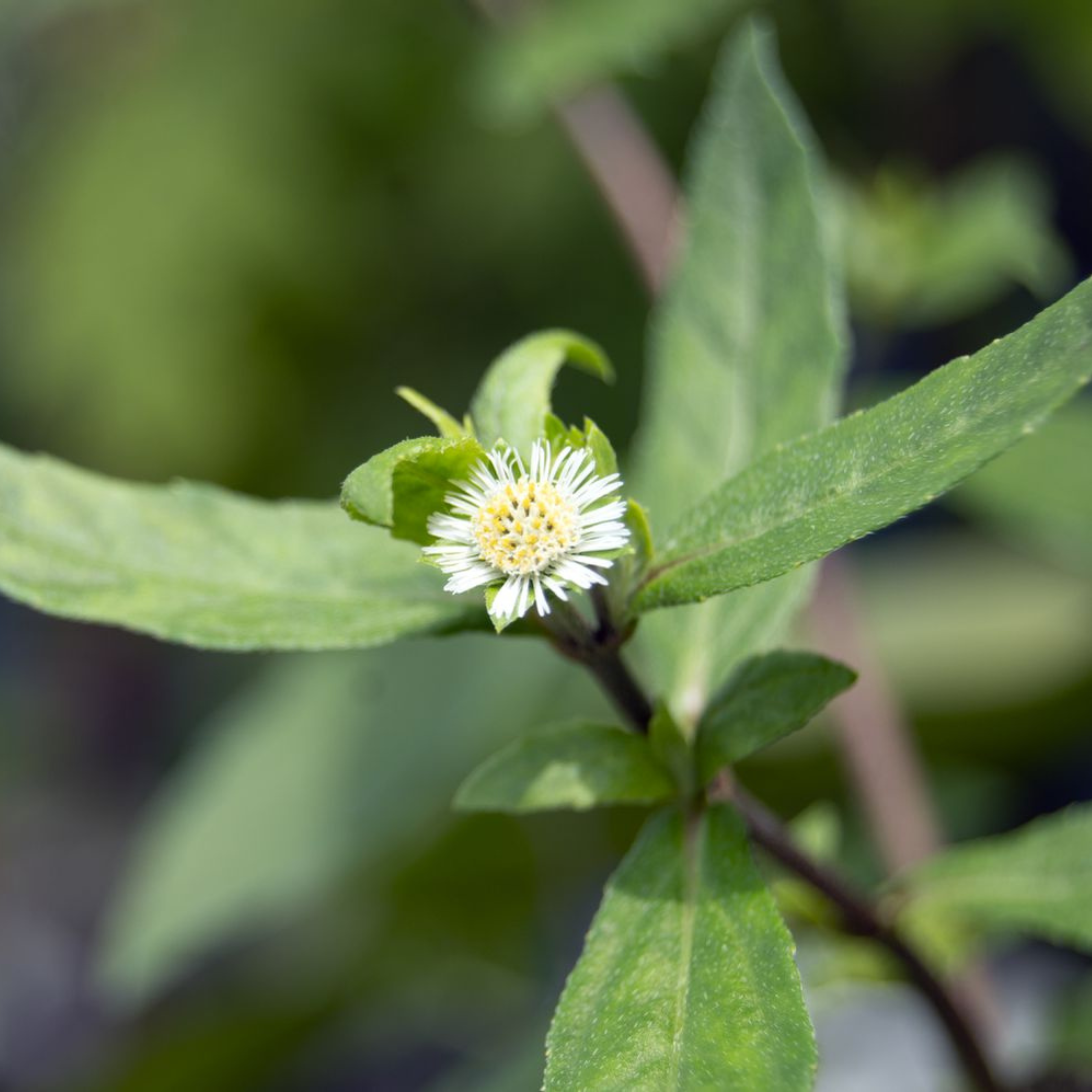 DZ Bhringraj / False Daisy (Eclipta prostrata) Medicinal Live Plant - view 2