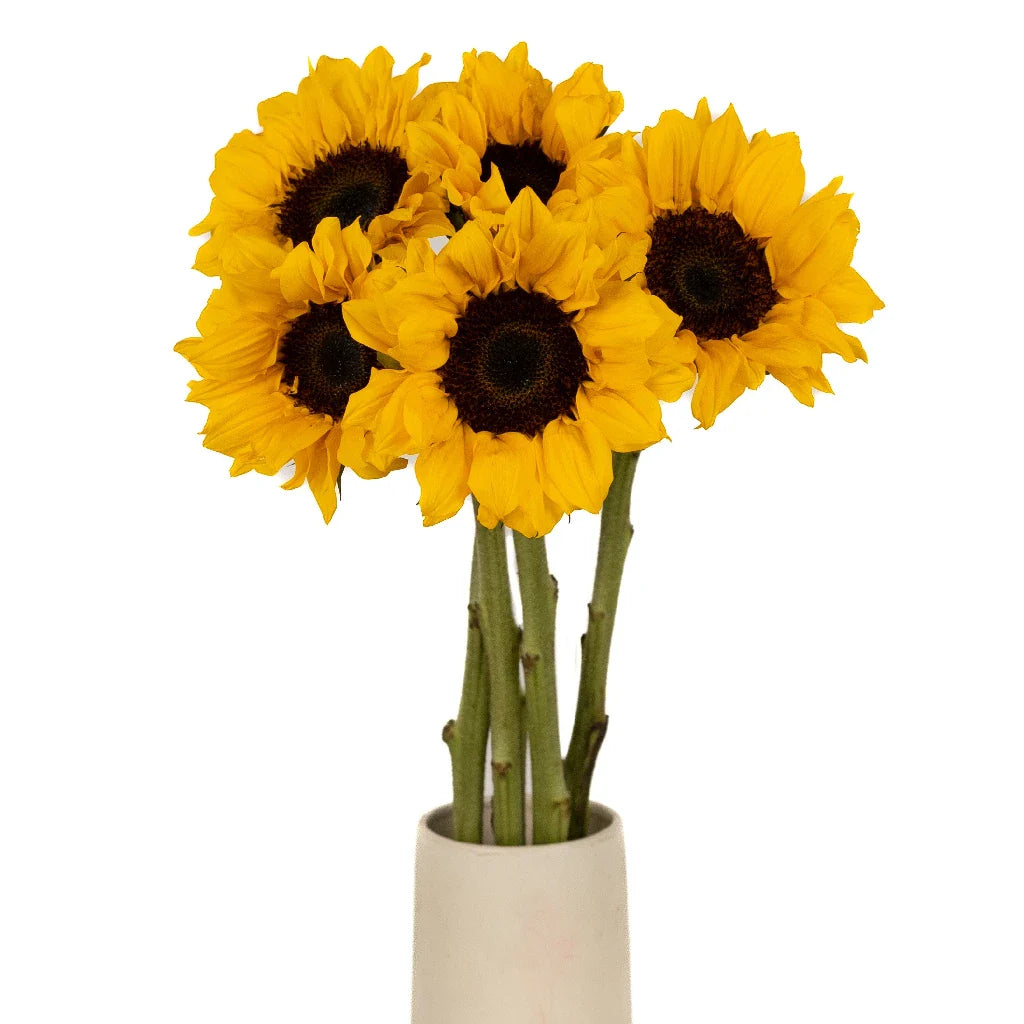 FiftyFlowers Vincent Choice Sunflowers