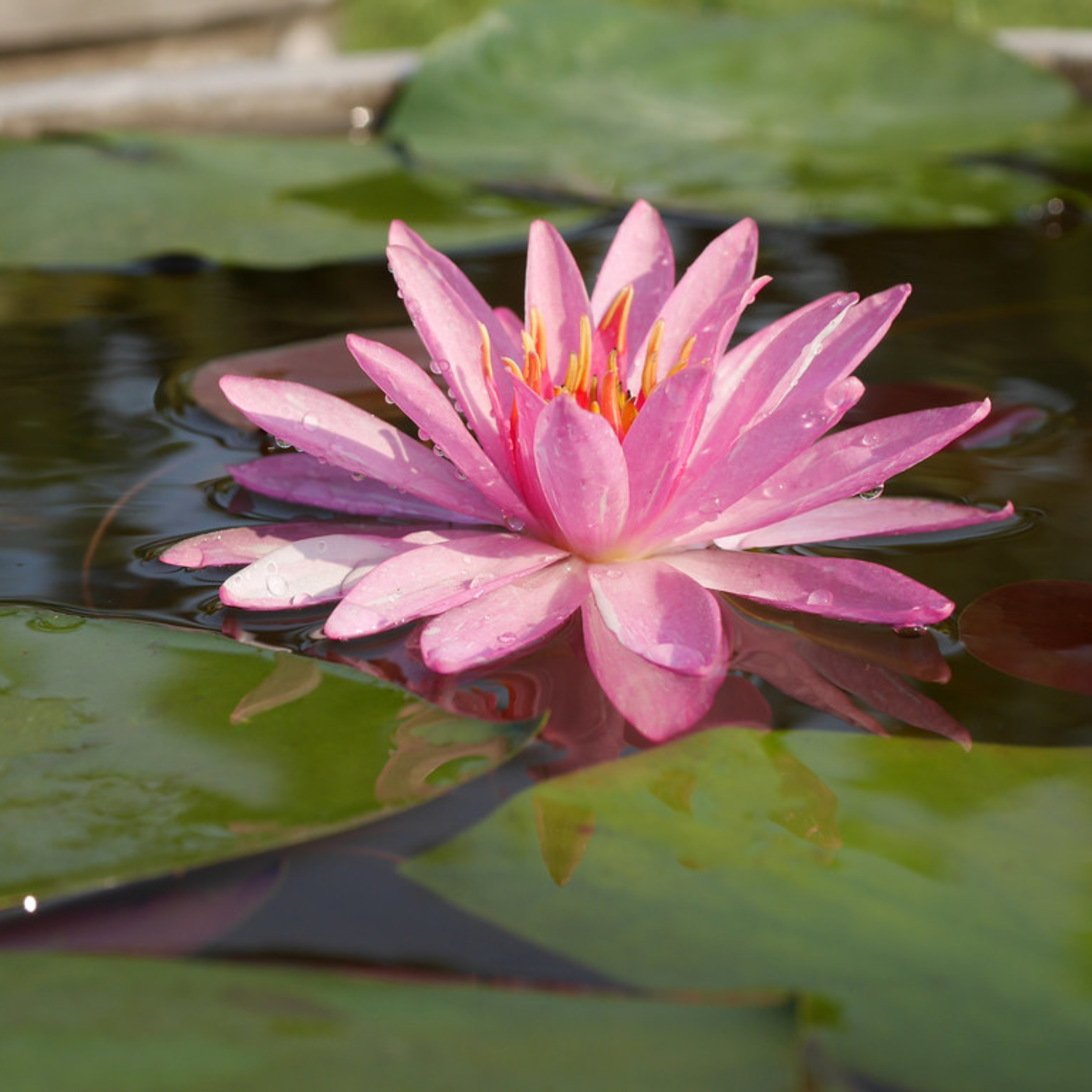 DZ Nymphaea White Pink Dawn
