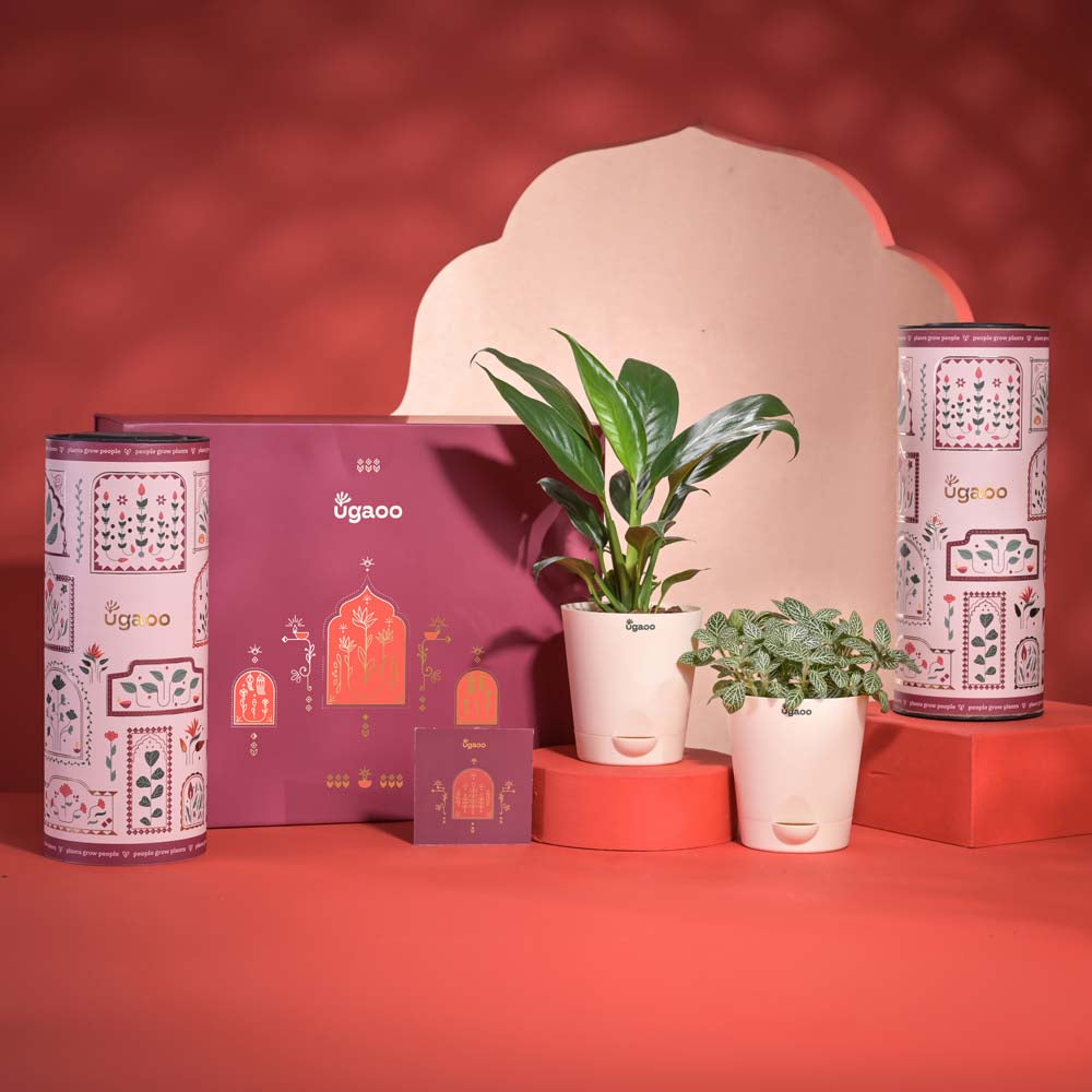 Ugaoo Abundance & Joy Diwali Gift Hamper - view 8