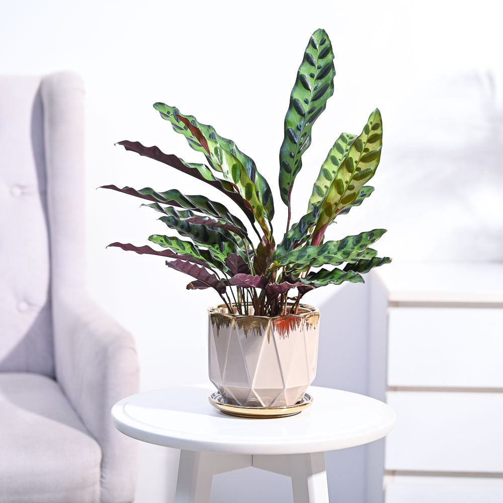 Ugaoo Calathea Rattlesnake Plant - view 107